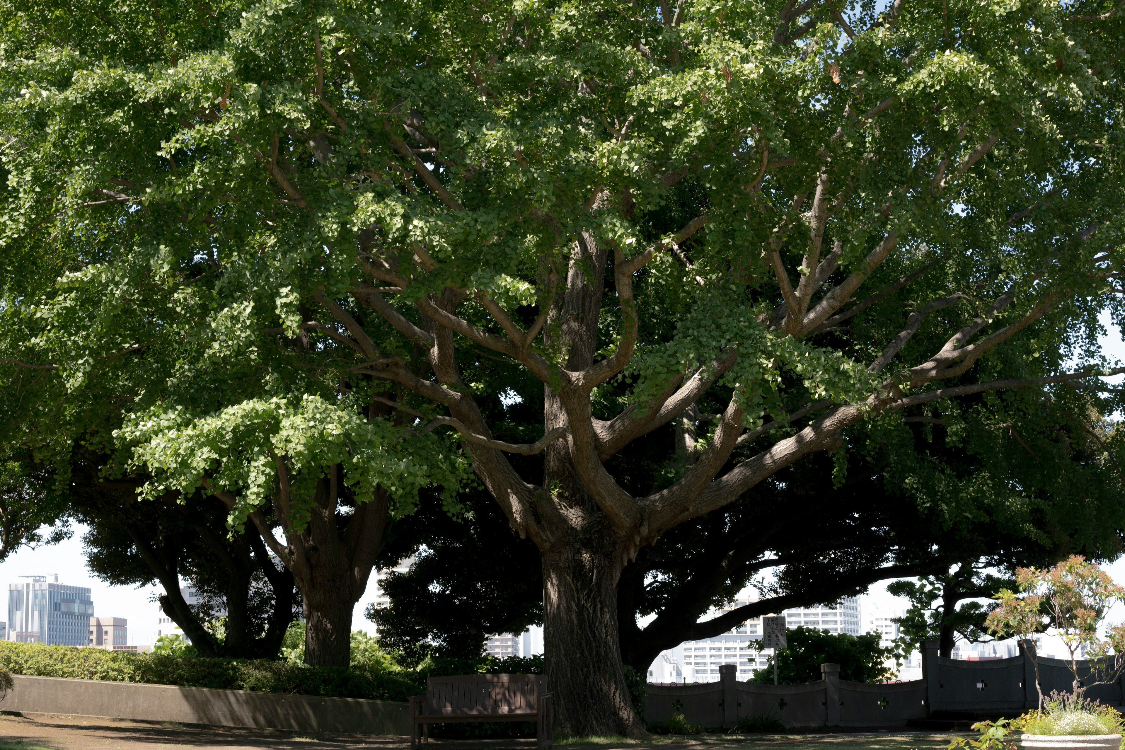 緑豊かな木々が広がる公園の風景