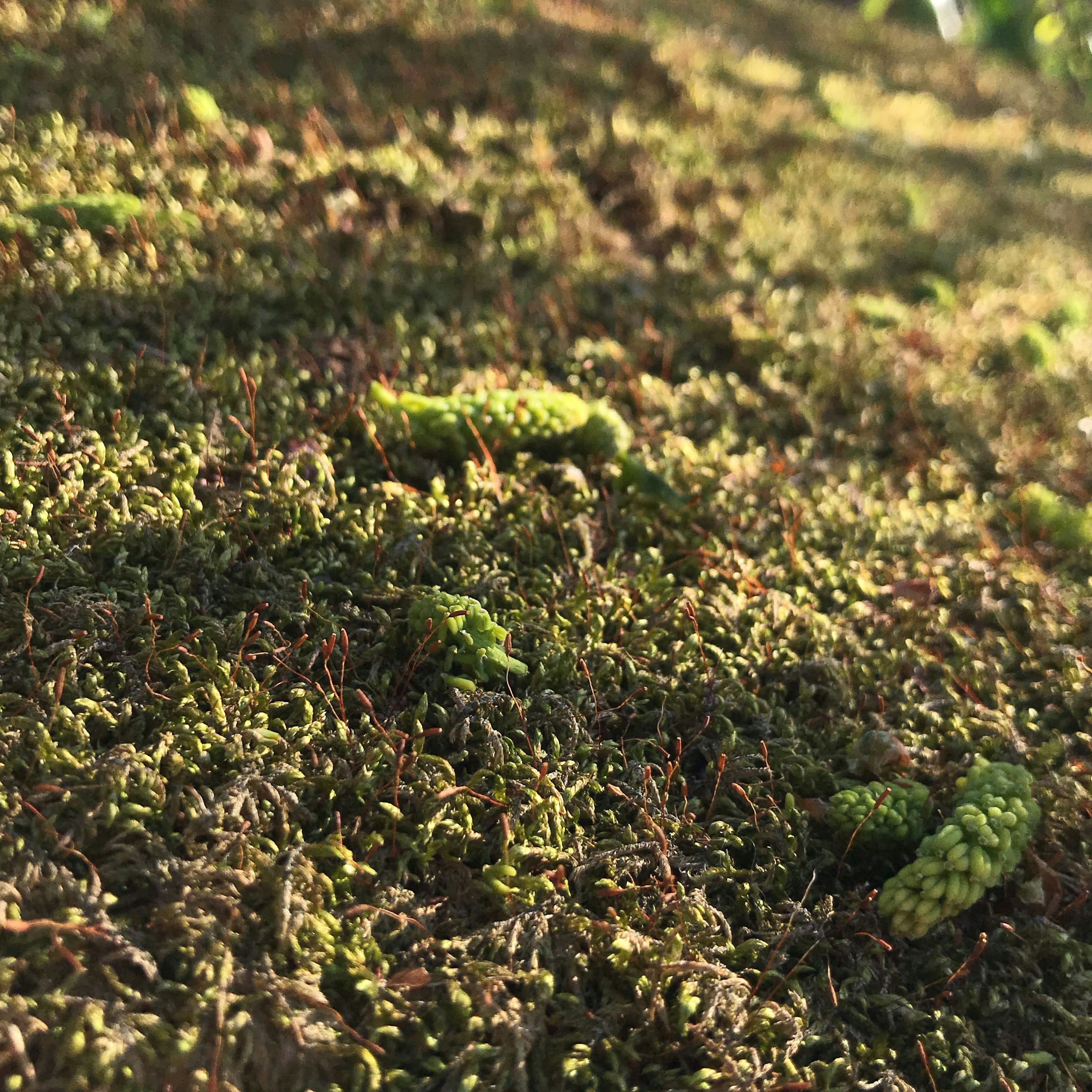 綠色苔蘚和小松果散落在地面的特寫