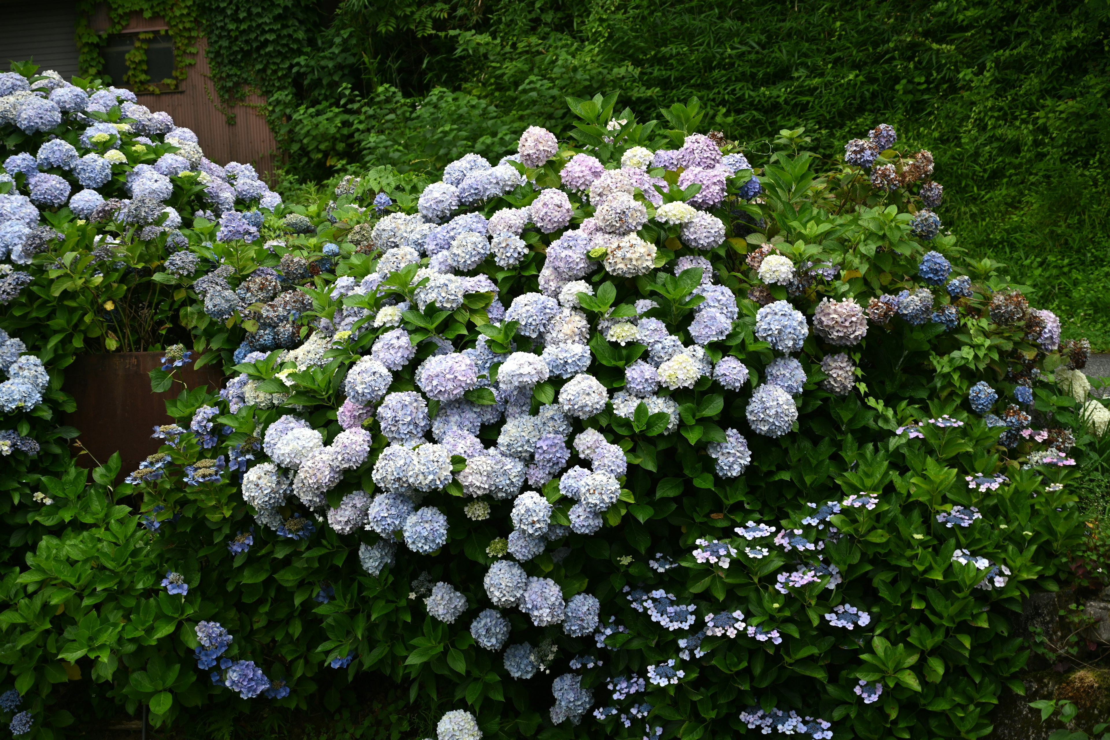 A cluster of hydrangeas blooming in shades of blue and purple