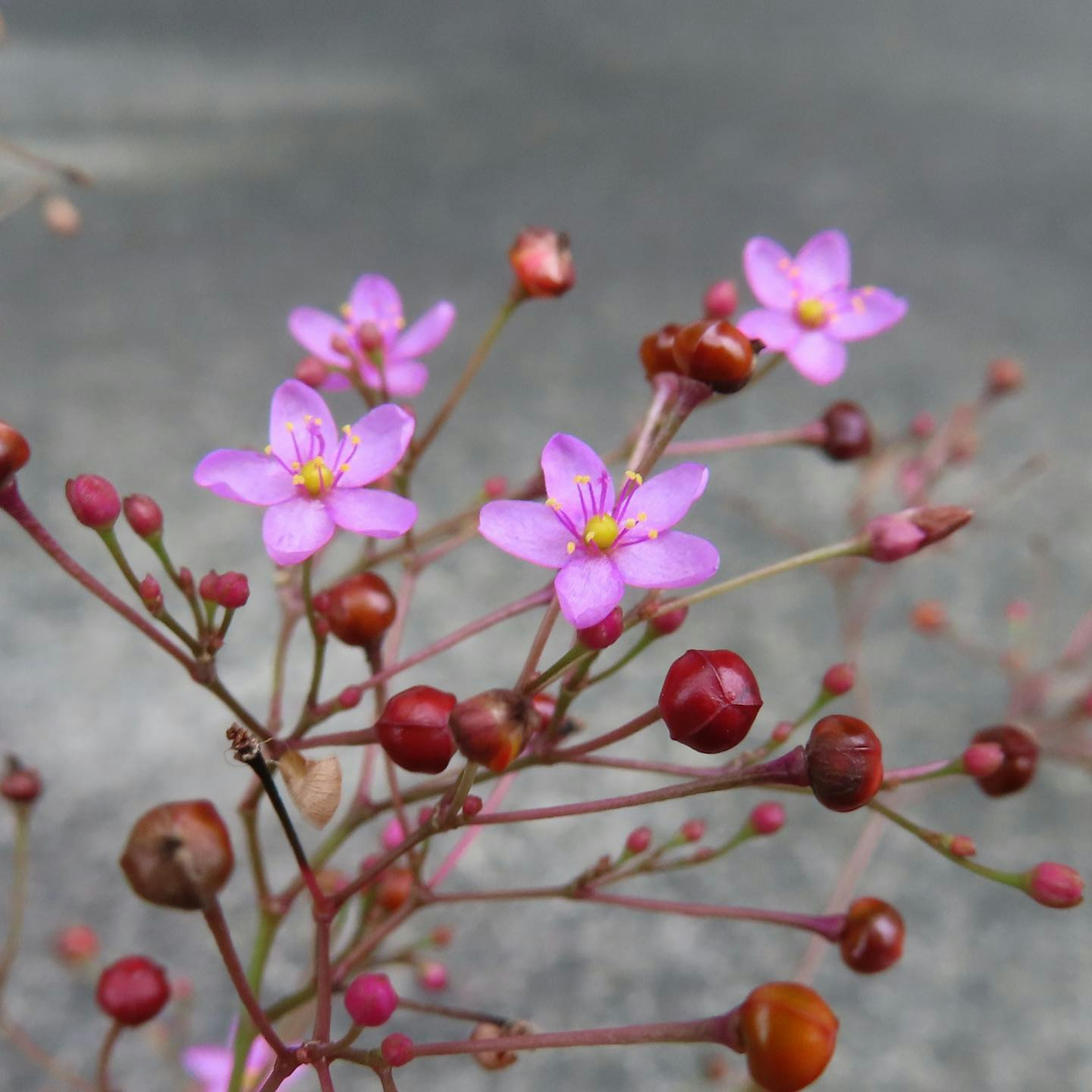 Nahaufnahme eines Pflanzen mit kleinen rosa Blumen