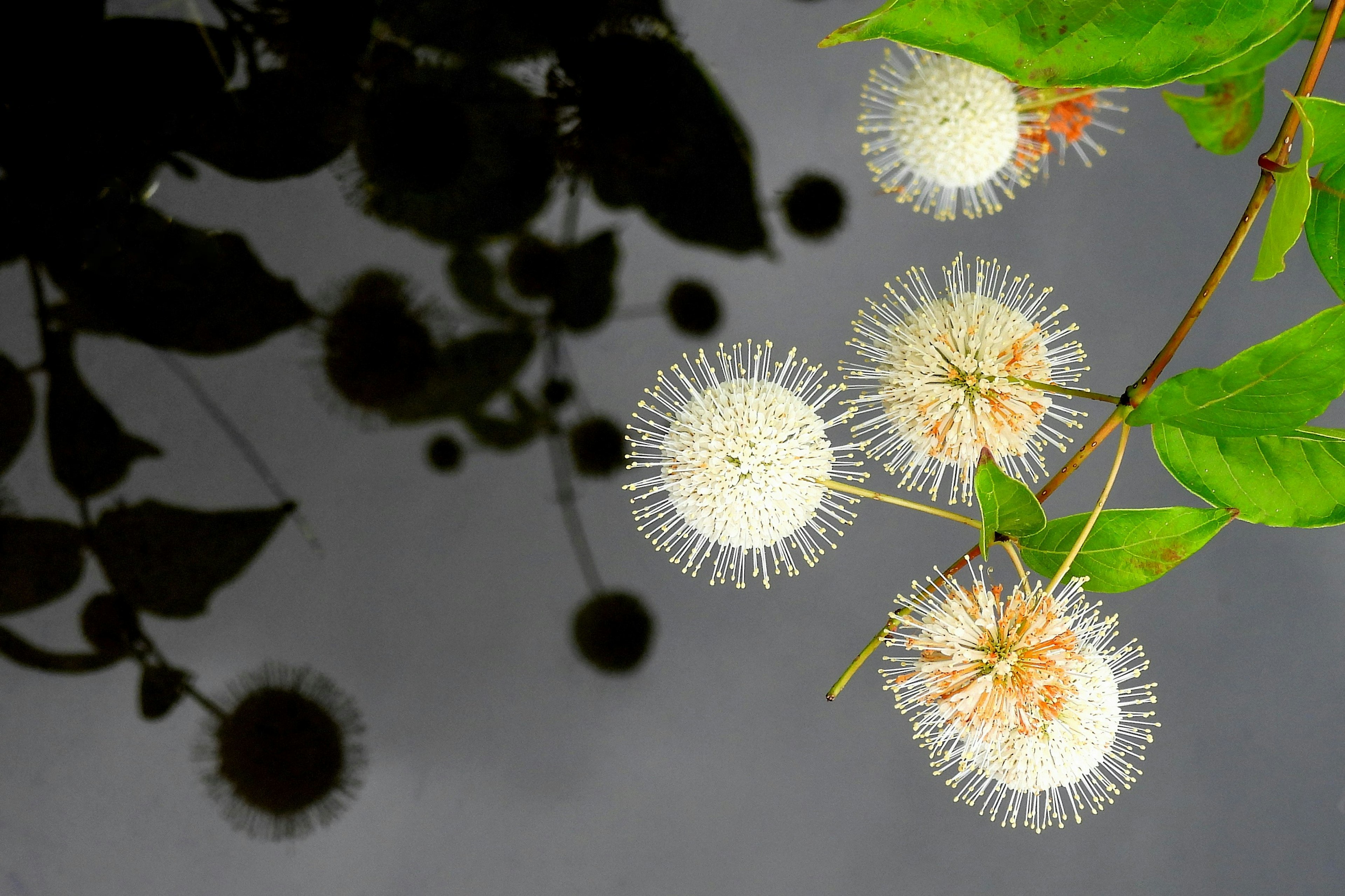 Bellissimo contrasto tra palline di fiori bianchi e foglie verdi riflesse sulla superficie dell'acqua