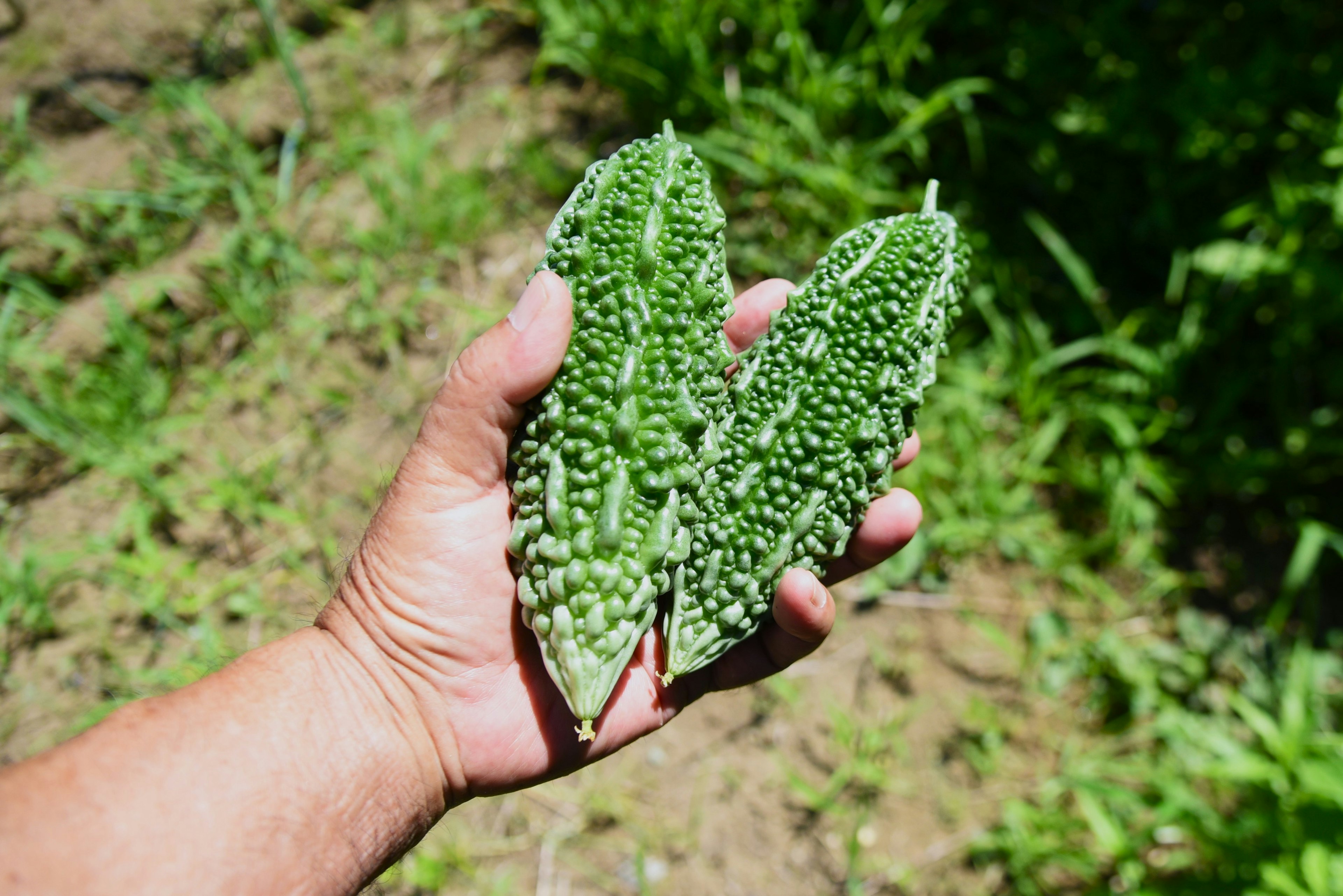 A hand holding two bitter melons against a green leafy background