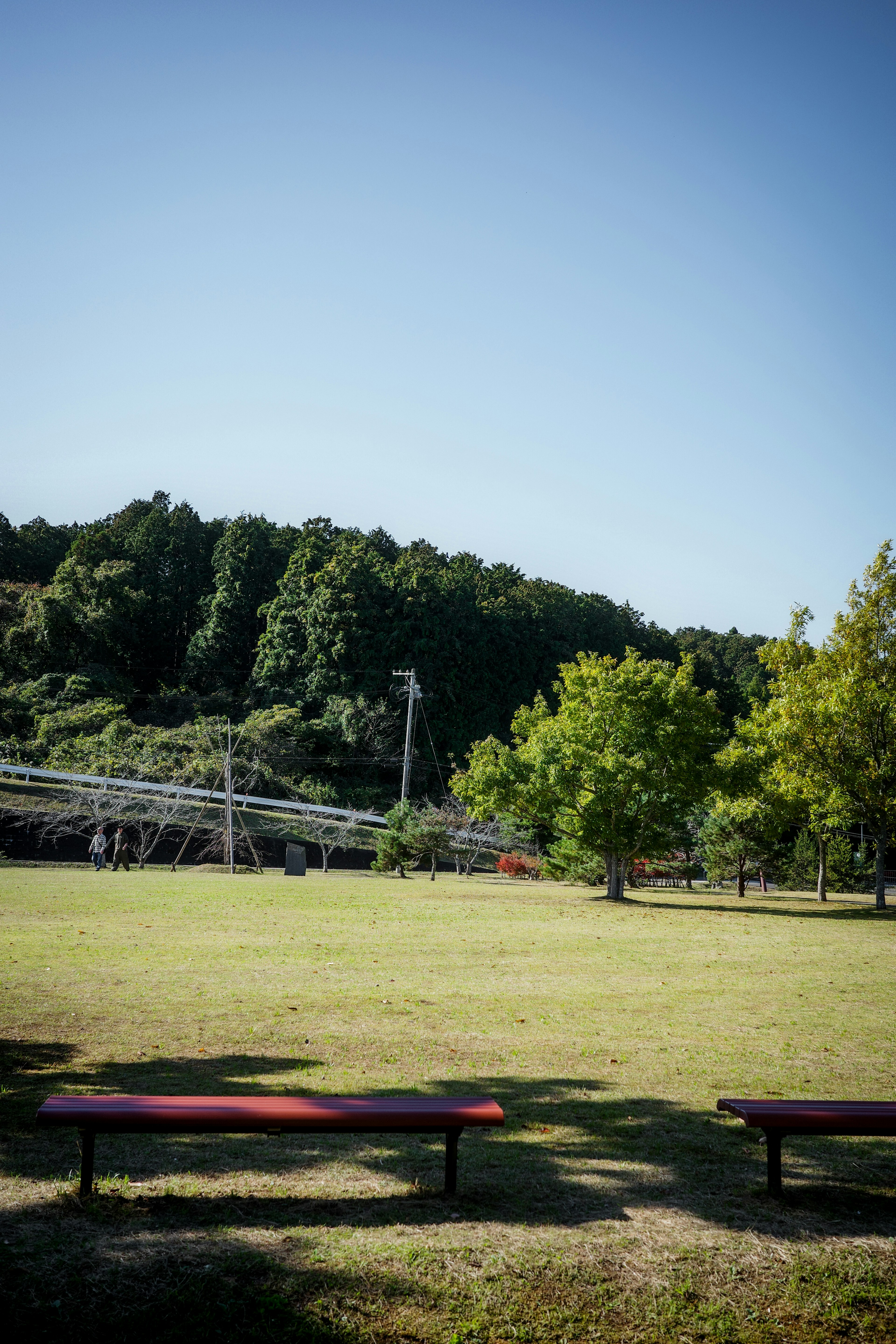 Una scena di parco serena con panchine rosse e alberi verdi su un prato