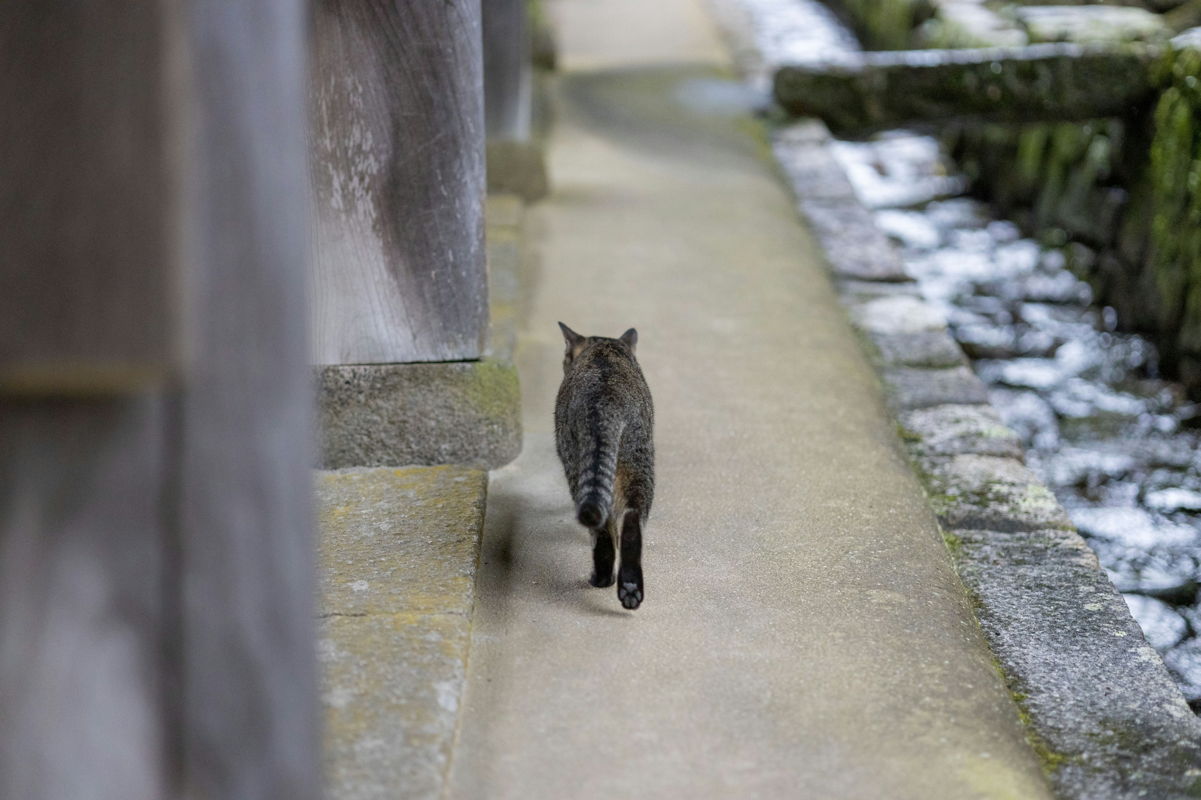 猫が石の道を歩いている様子