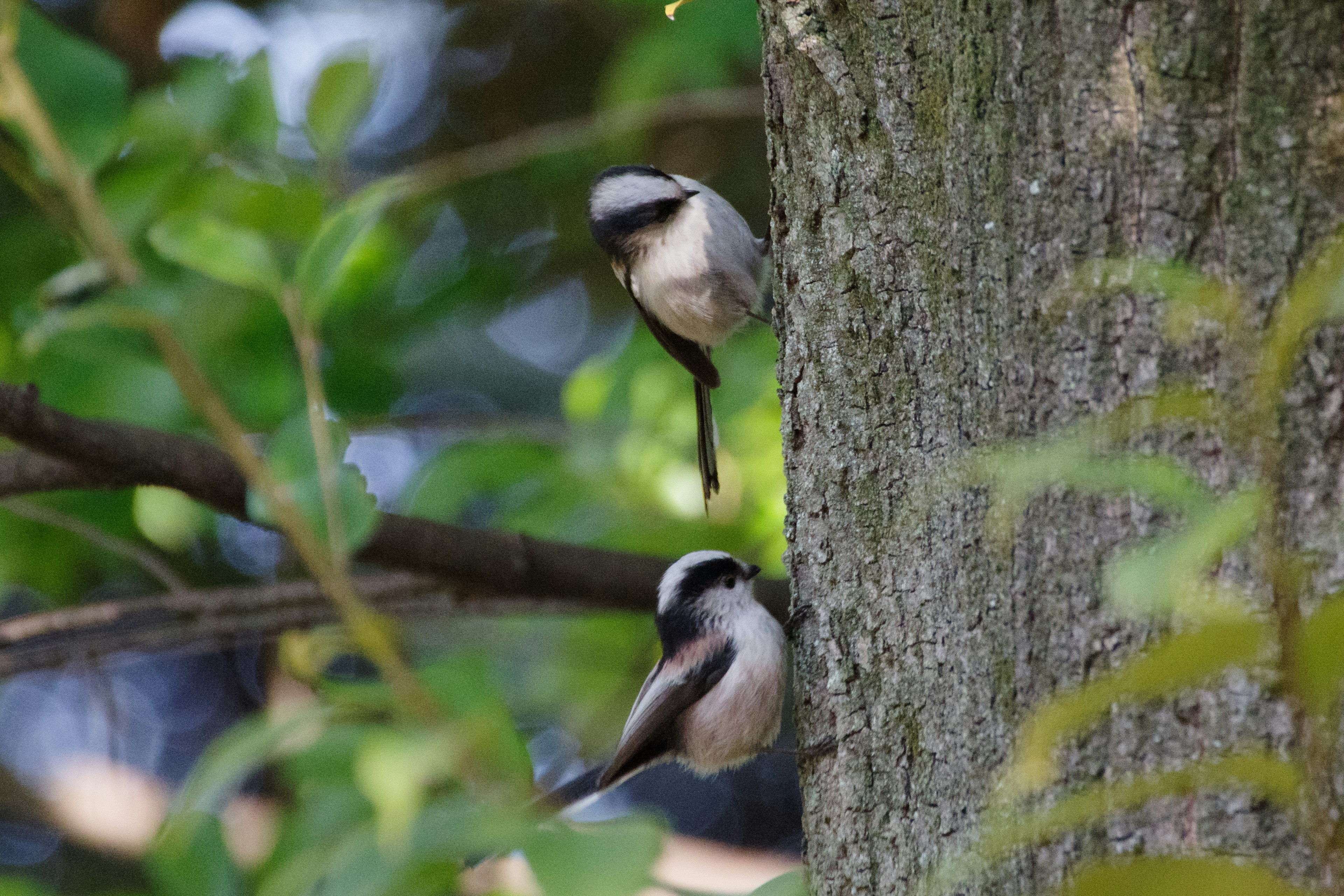 Zwei kleine Vögel auf einem Baumstamm umgeben von grünen Blättern