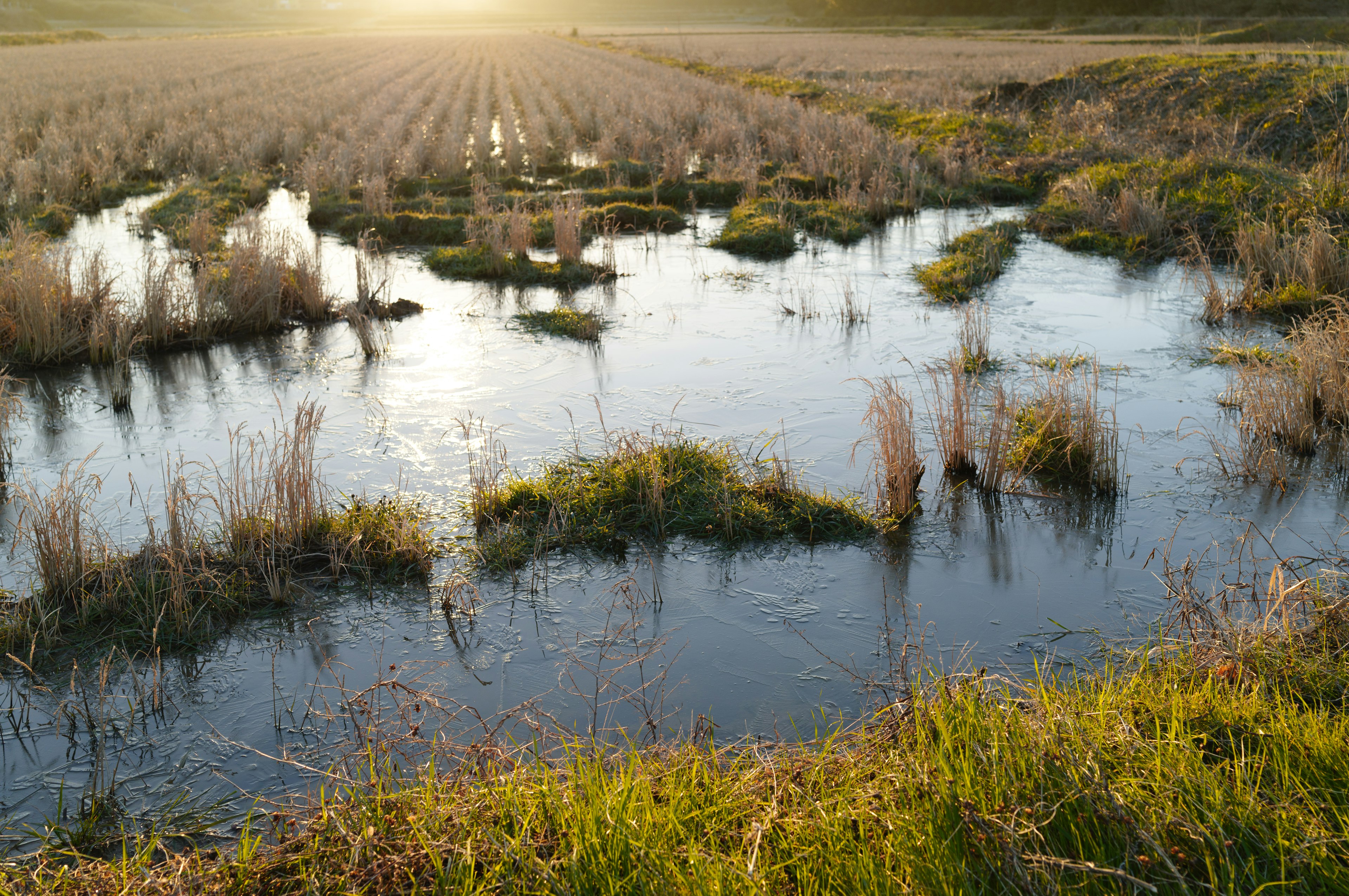 Vue pittoresque de l'eau coulant à travers les prairies près d'un champ de riz