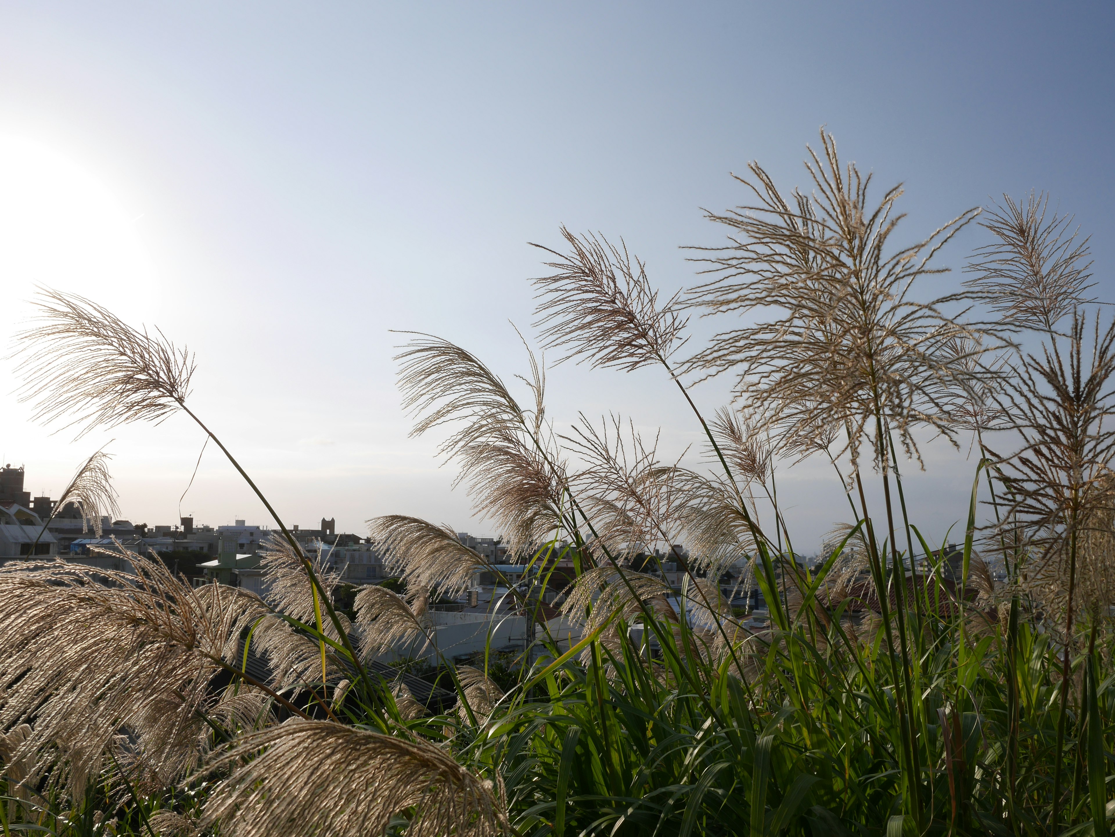 Un paysage avec de l'herbe ondulante et des plumeaux duveteux sous un ciel bleu clair