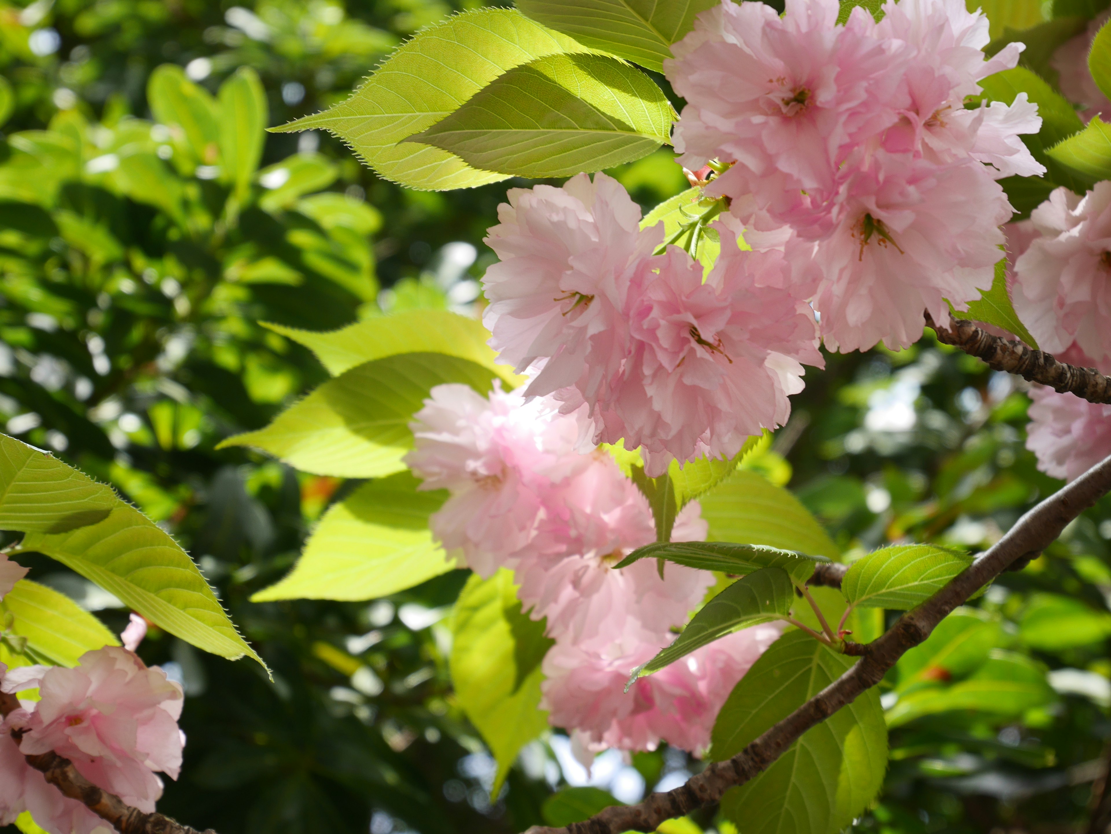 Bunga sakura mekar di antara daun hijau yang cerah