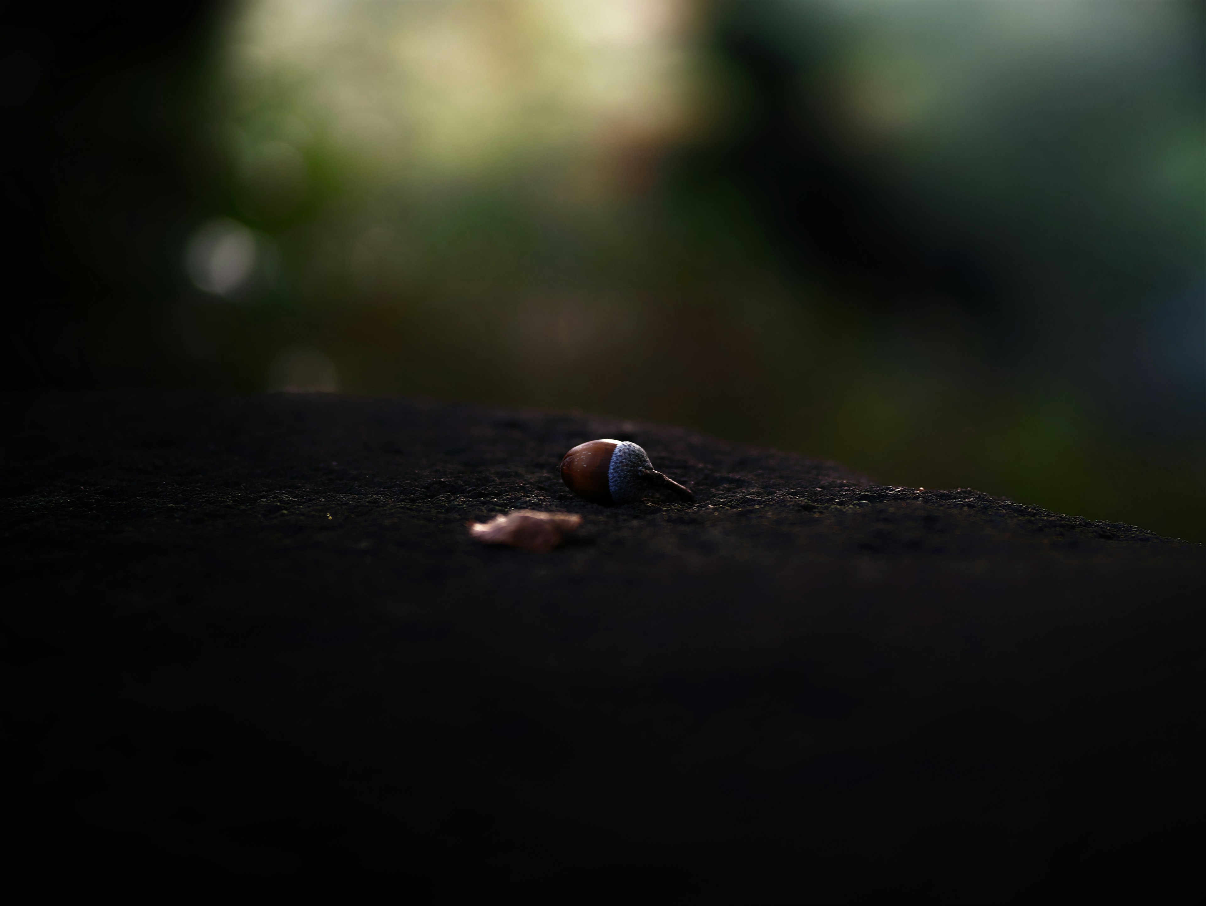 Una pequeña concha y sus elementos naturales circundantes sobre un fondo oscuro