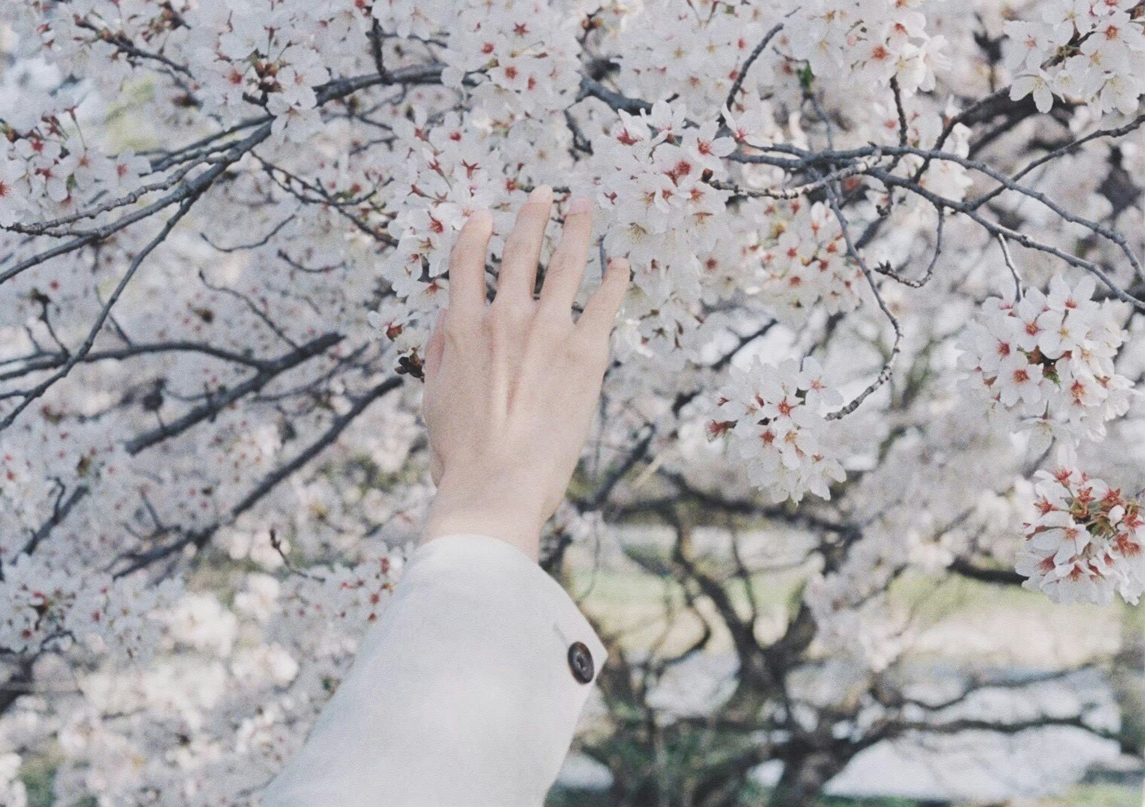 A hand reaching out to touch cherry blossoms