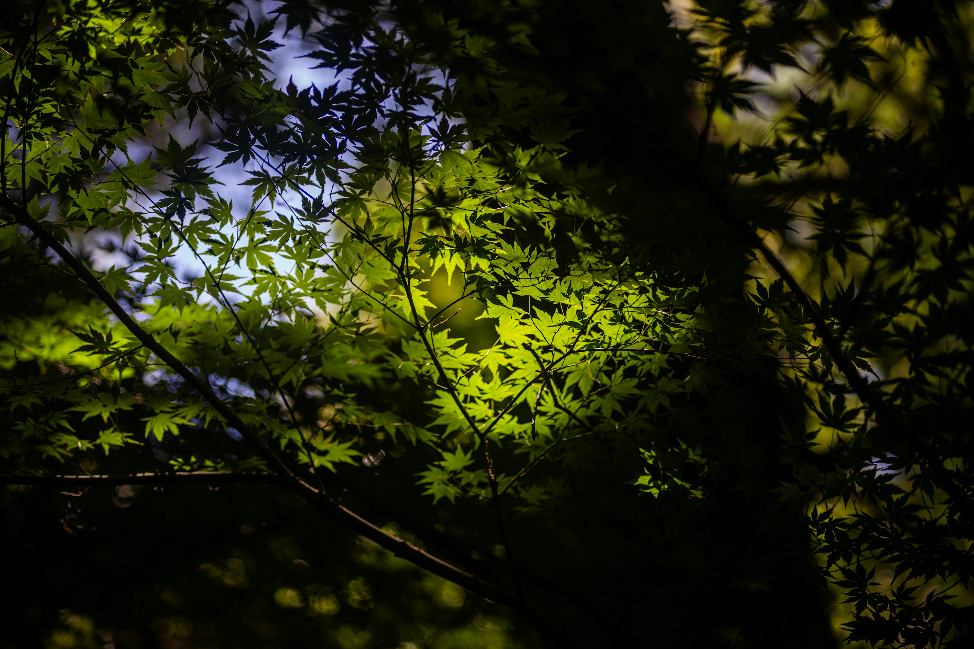 Sunlit green leaves through tree branches