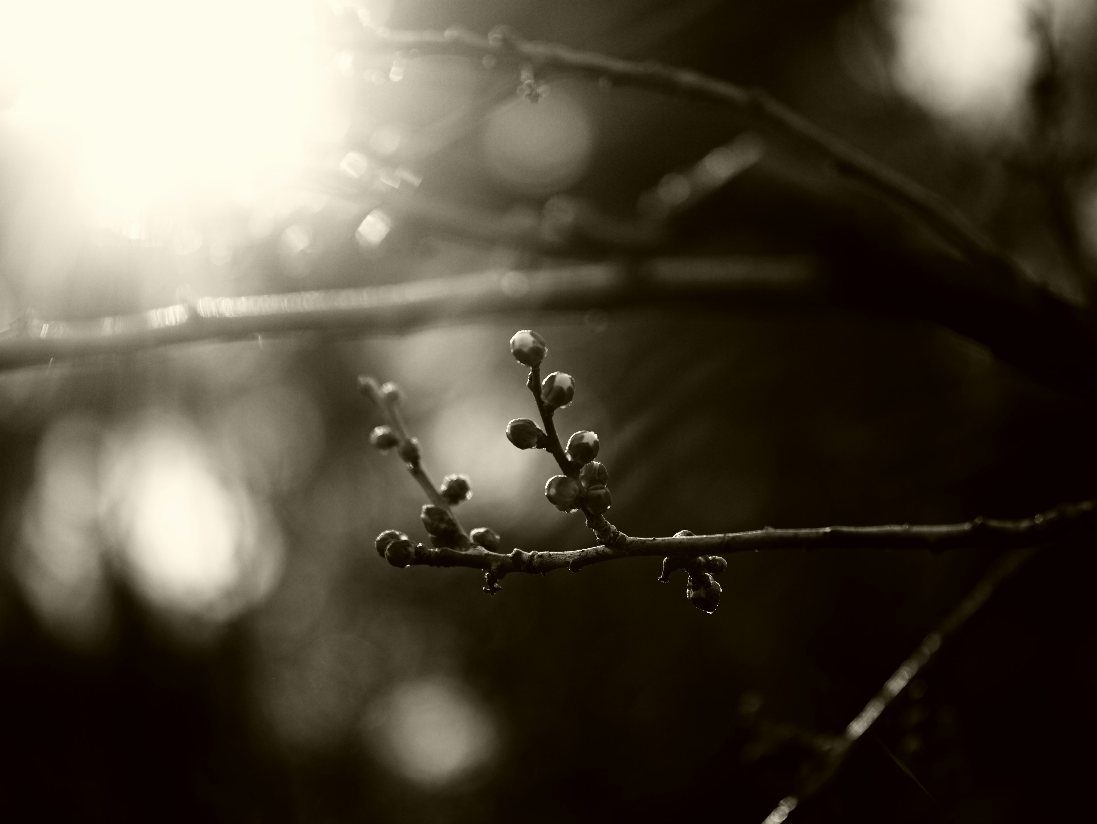 Buds en una rama con efecto de luz suave