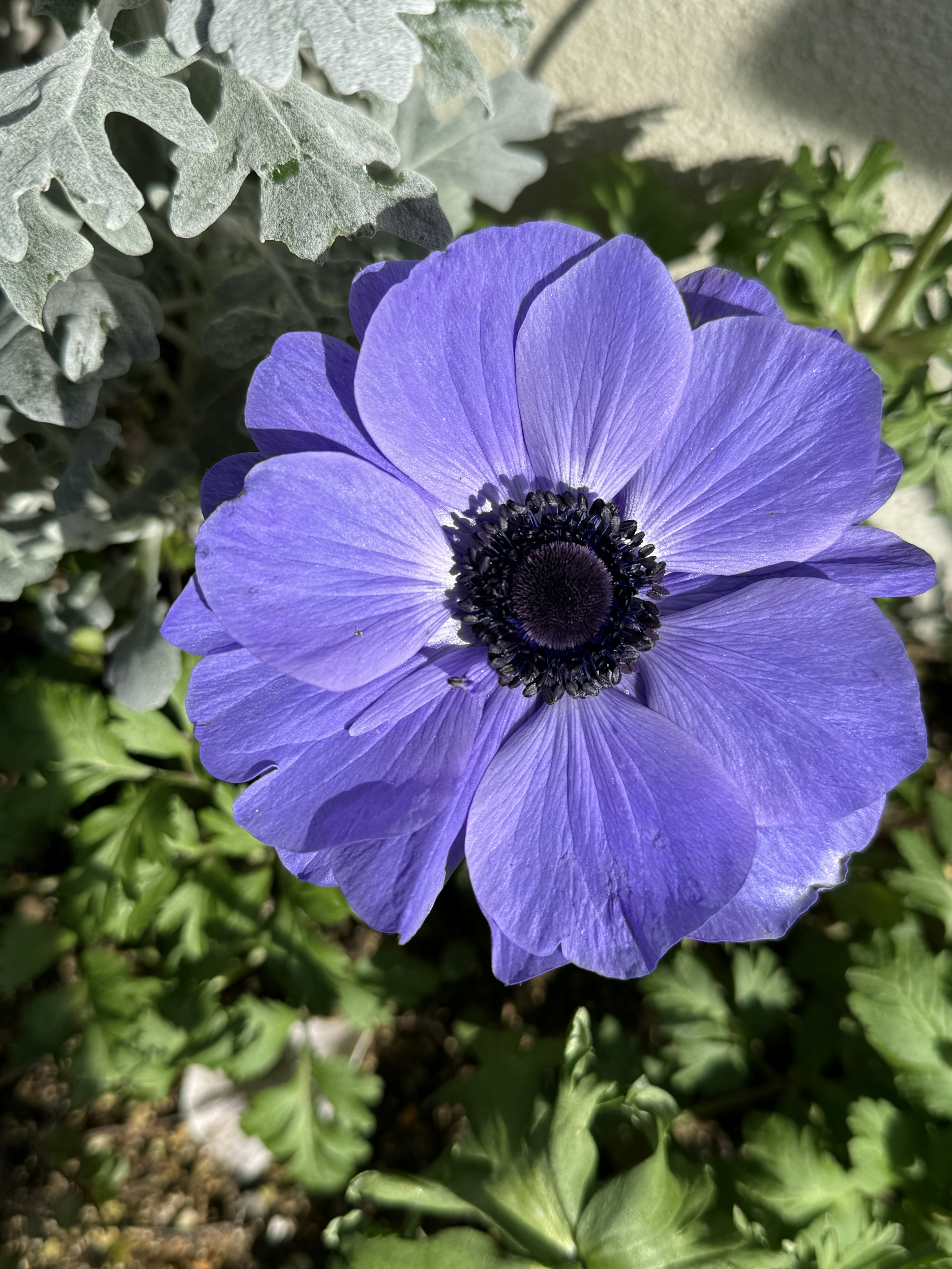 Lebendige lila Anemonenblüte zwischen grünem Laub