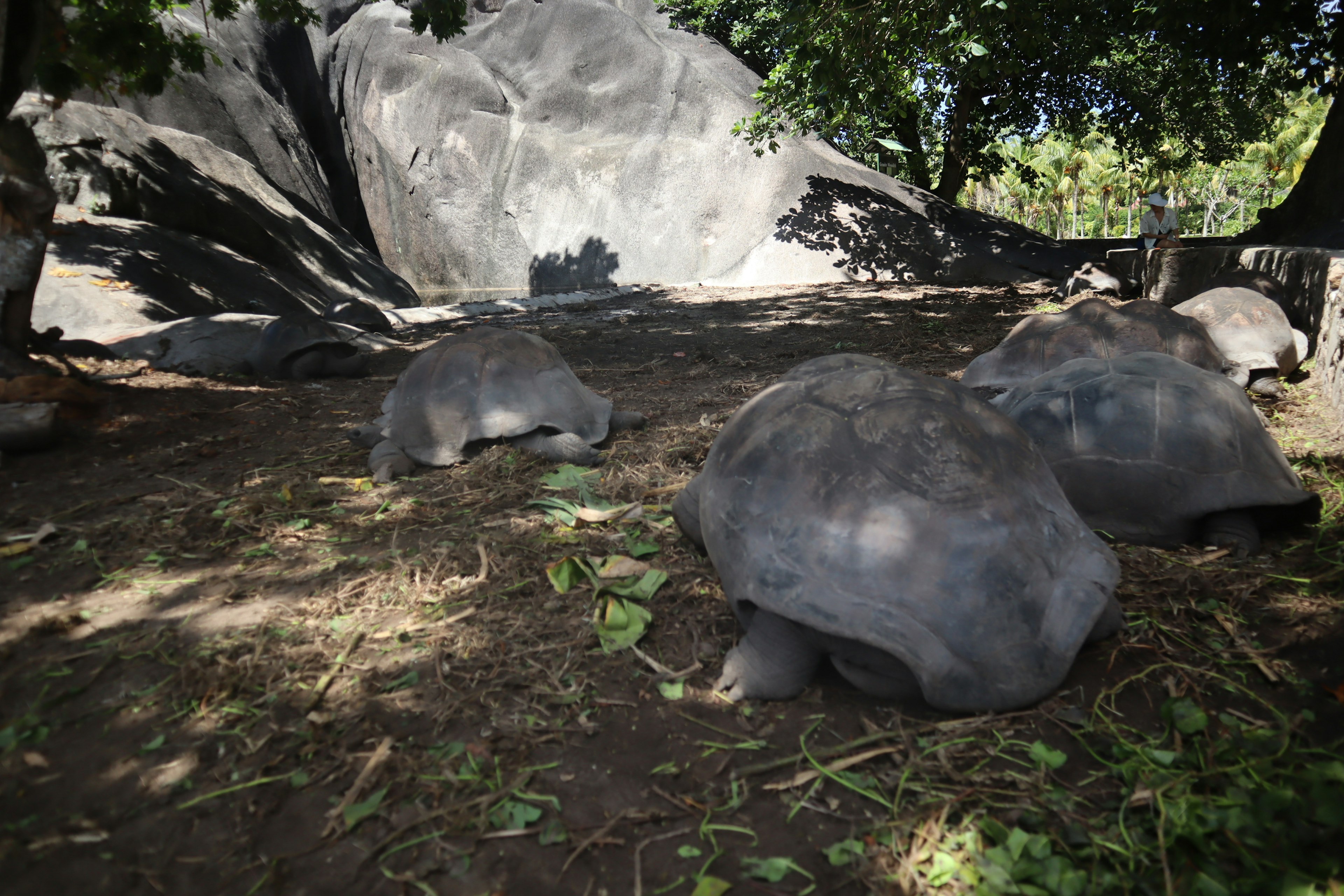 Plusieurs grandes tortues rampant sur le sol