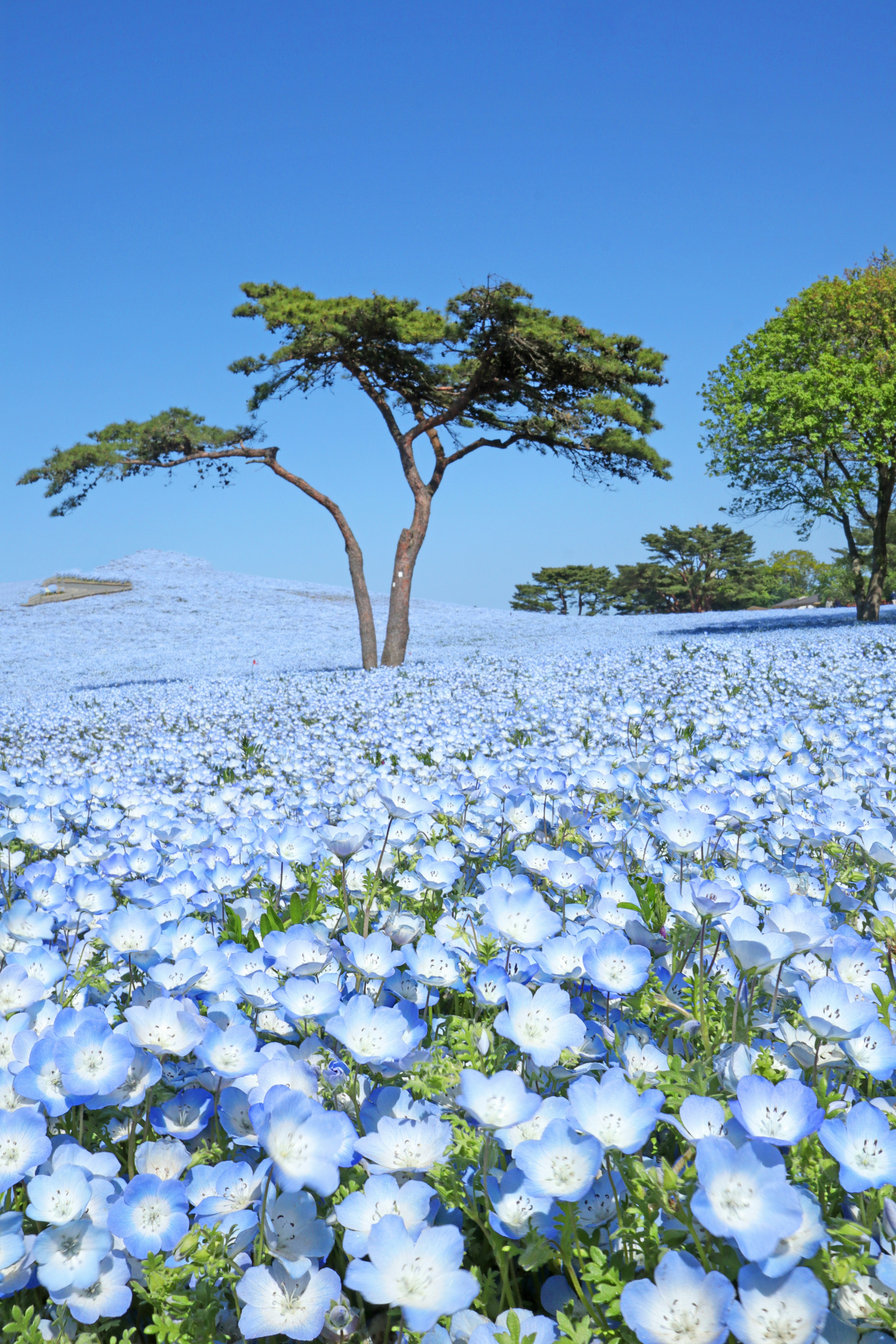 Pemandangan dengan pohon dikelilingi bunga biru di bawah langit biru cerah