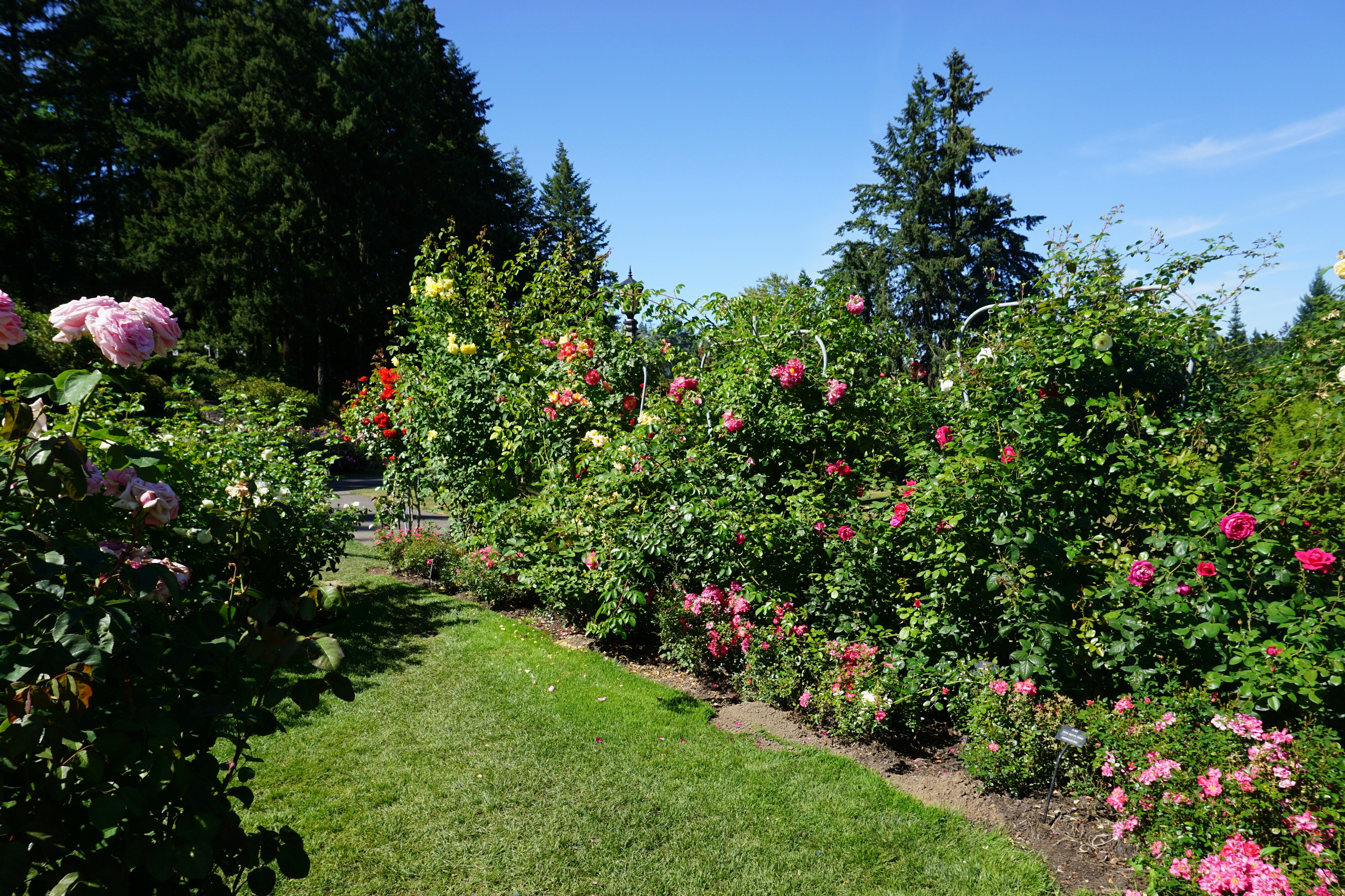 Un sentiero di giardino pittoresco fiancheggiato da rose in fiore