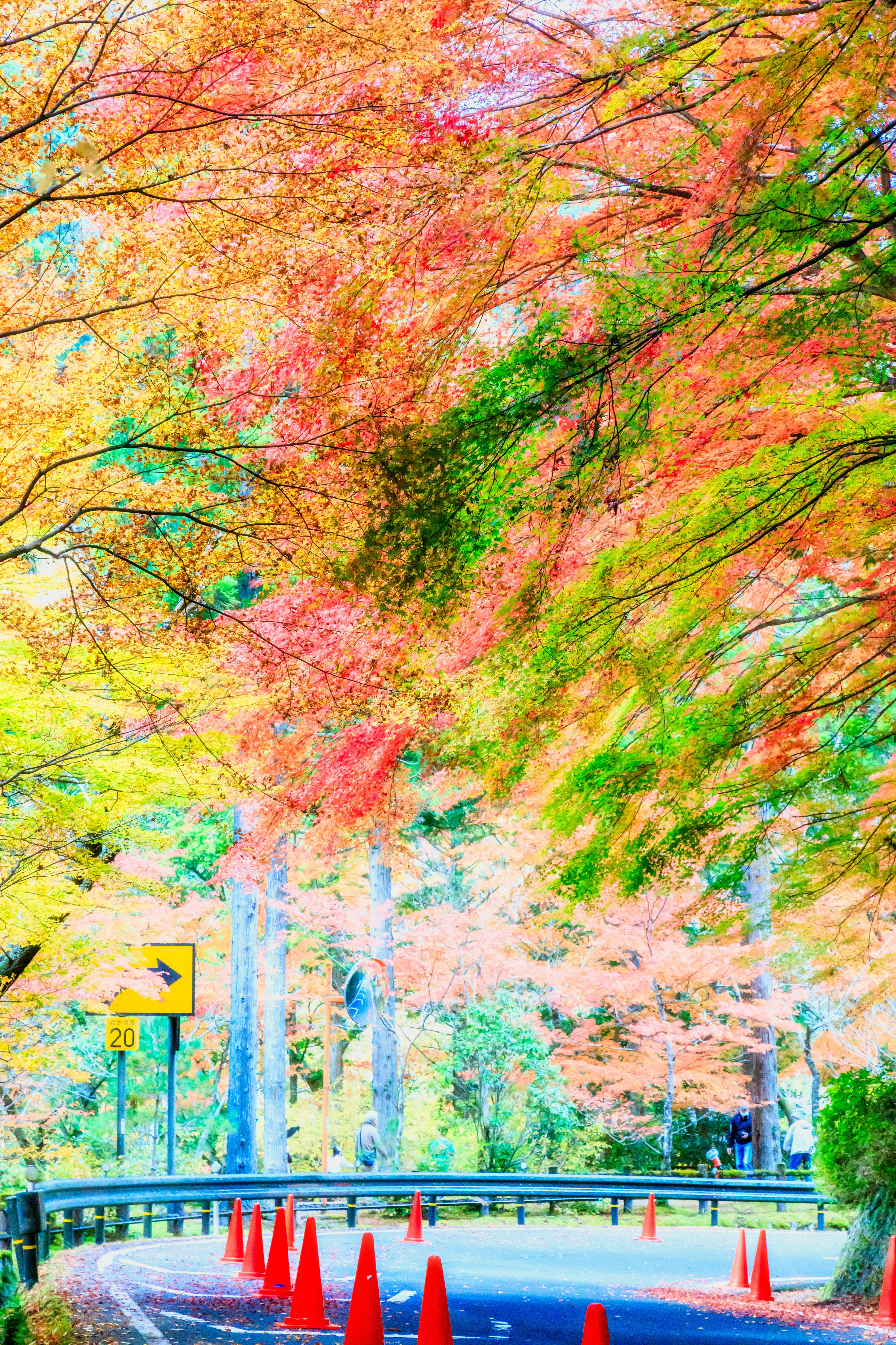 Foglie autunnali colorate lungo una strada con coni stradali