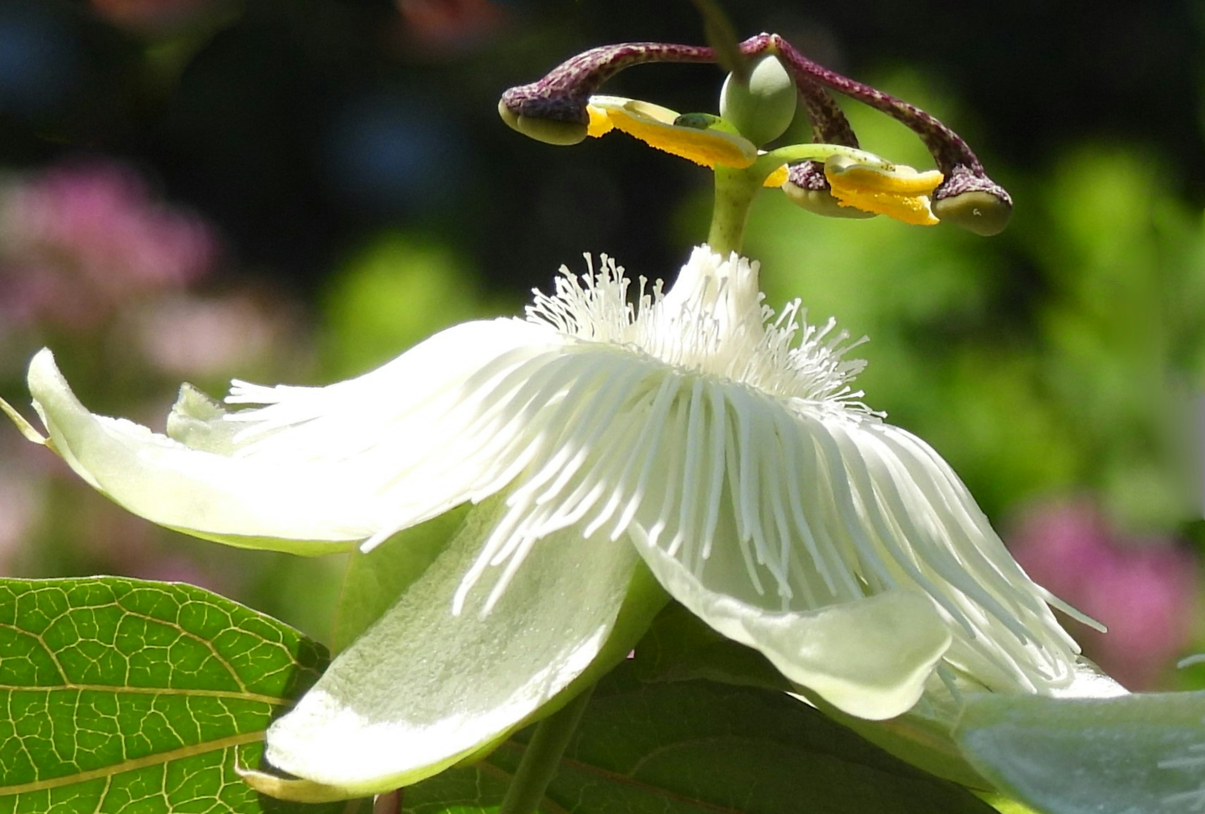 Un fiore di passione bianco che sboccia su foglie verdi