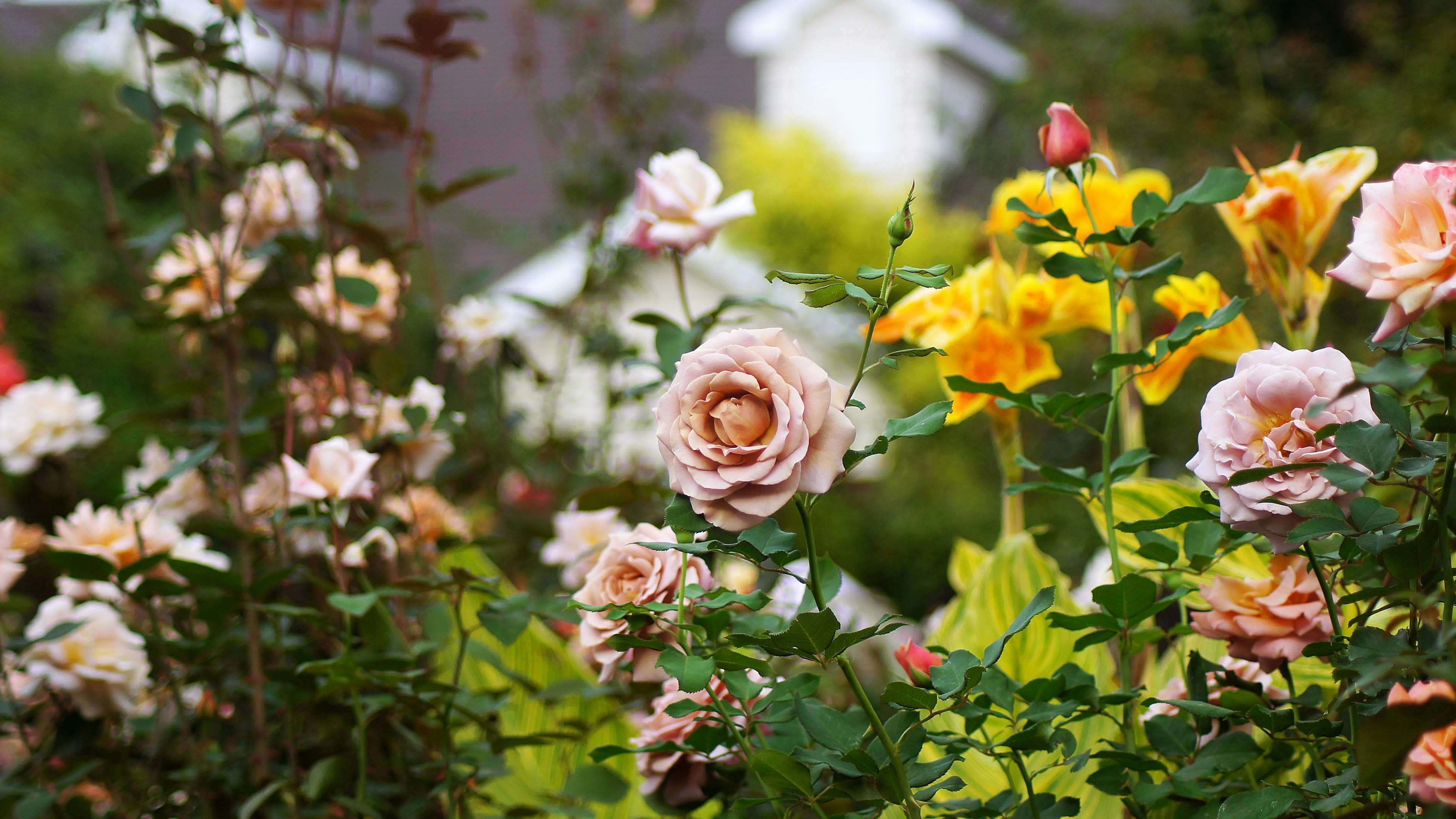 Una scena di giardino vibrante con varie rose e fiori