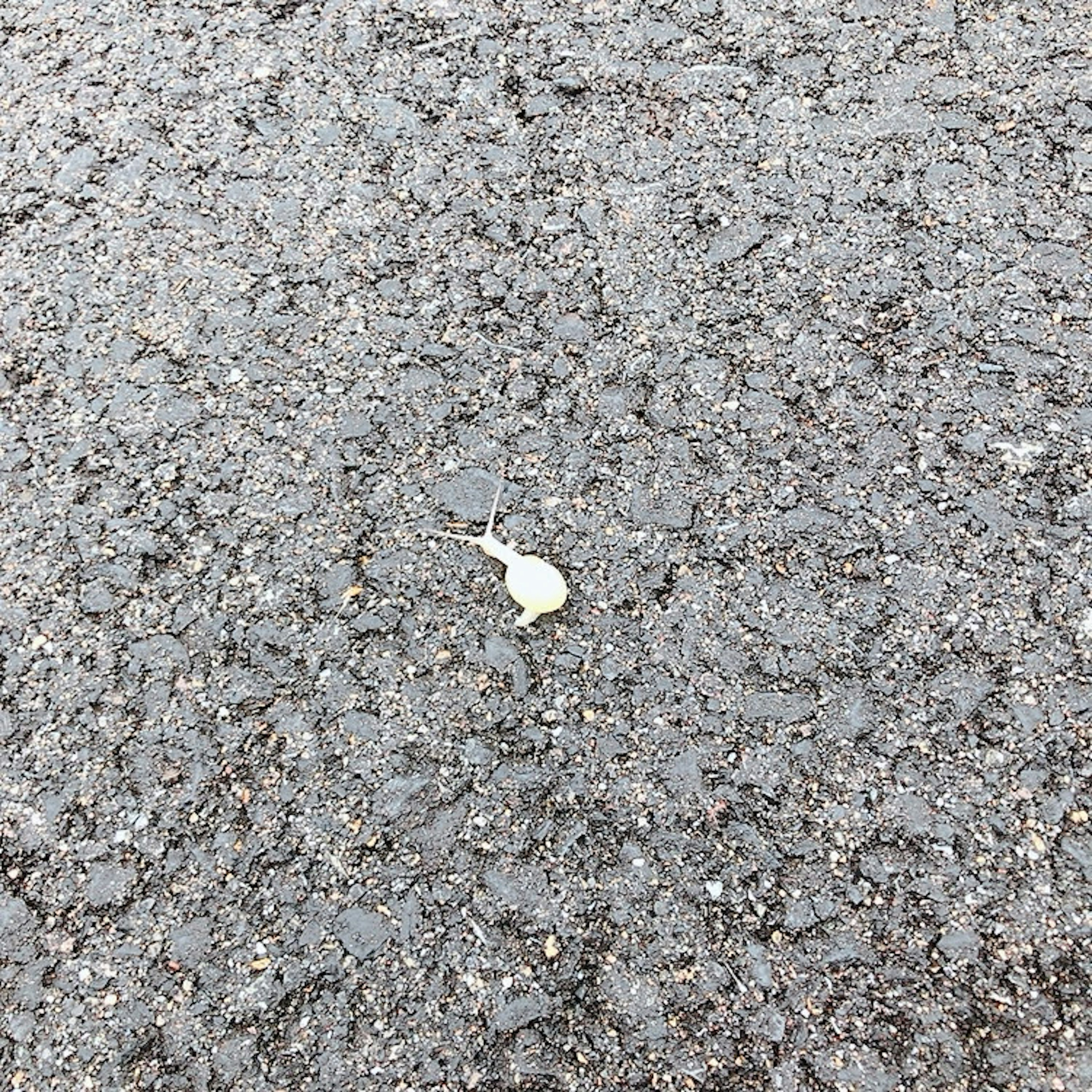 Small white object on asphalt surface