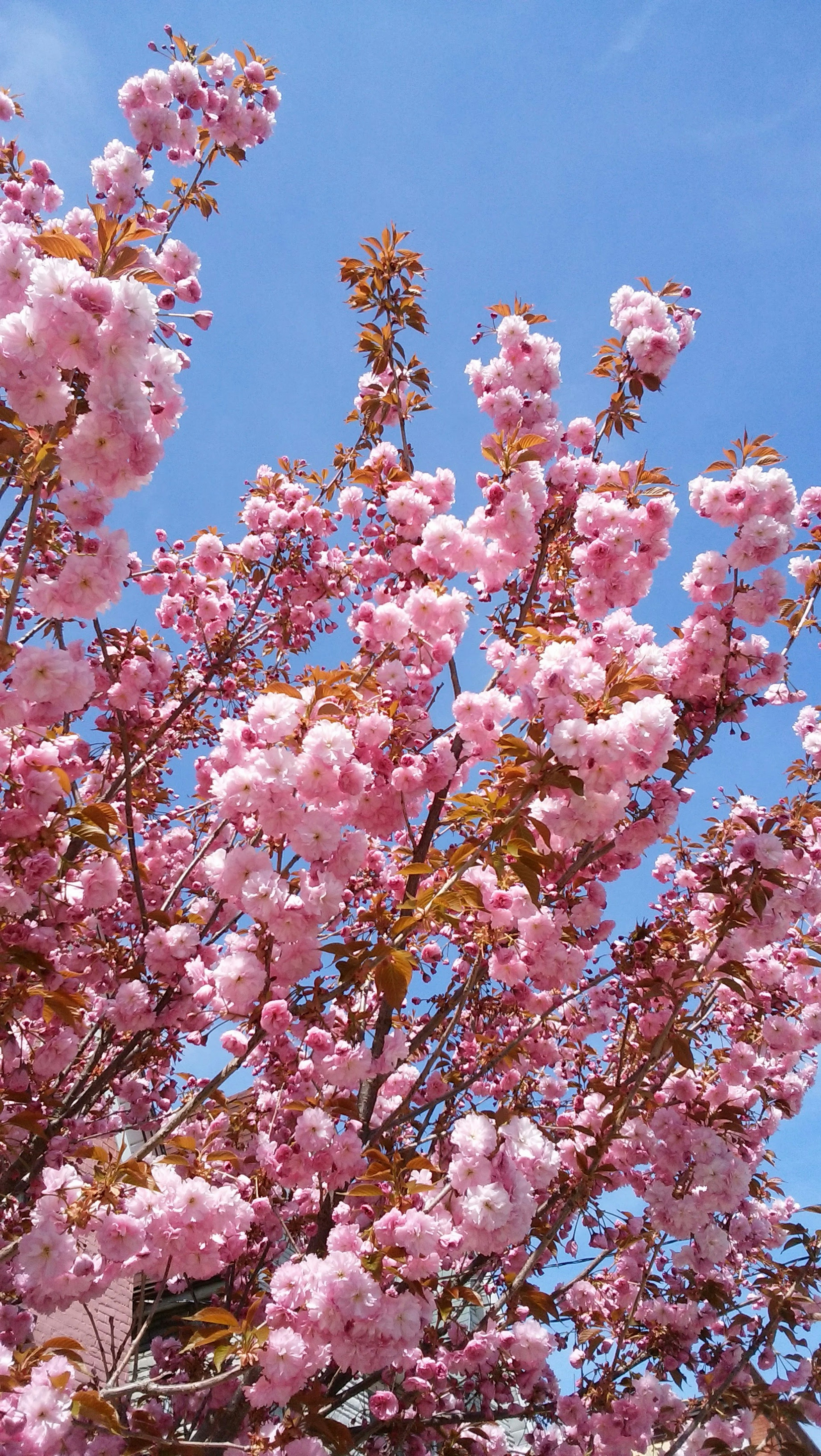 Bunga sakura merah muda mekar di bawah langit biru