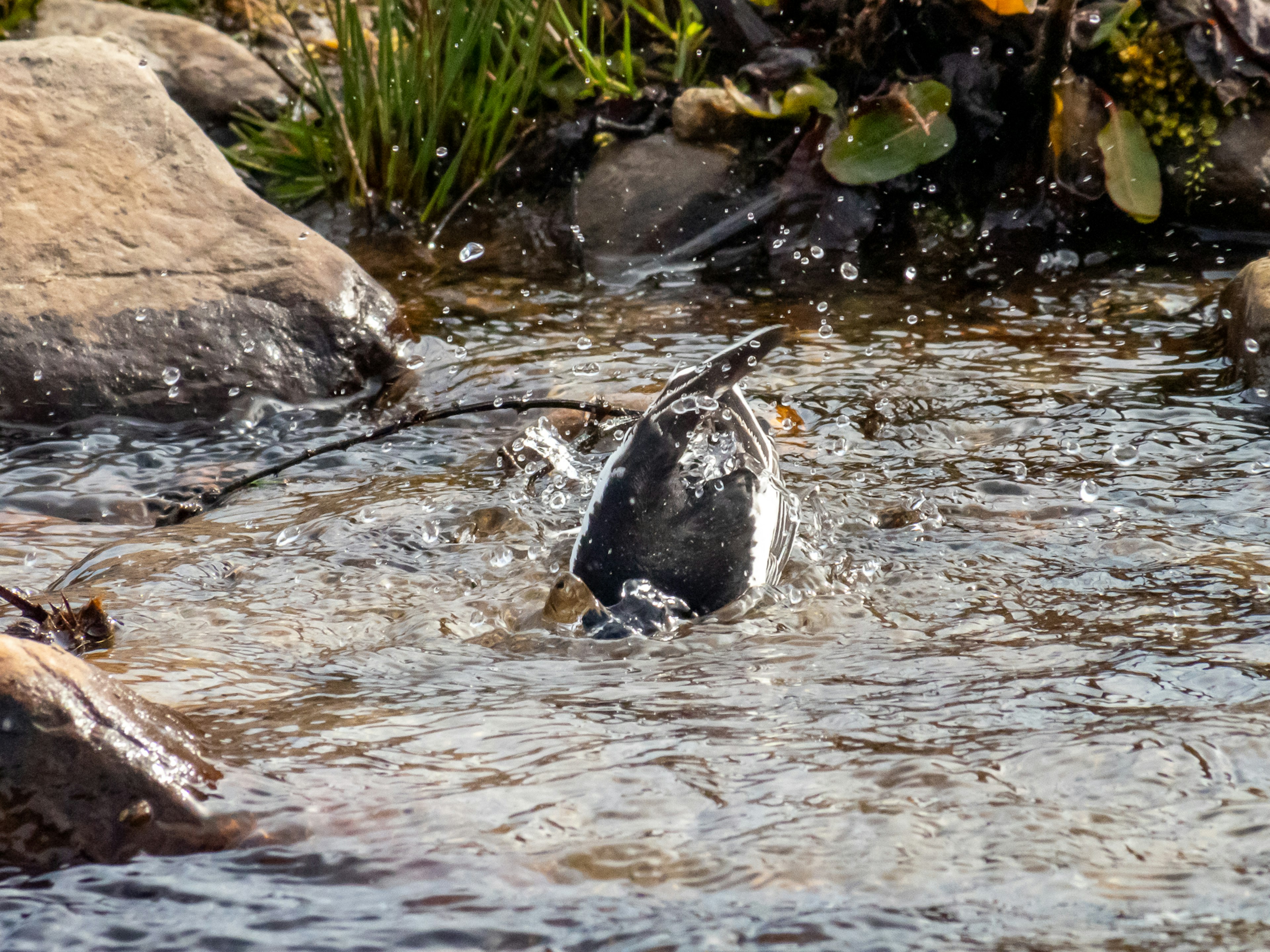 Poisson sautant dans l'eau près des rochers