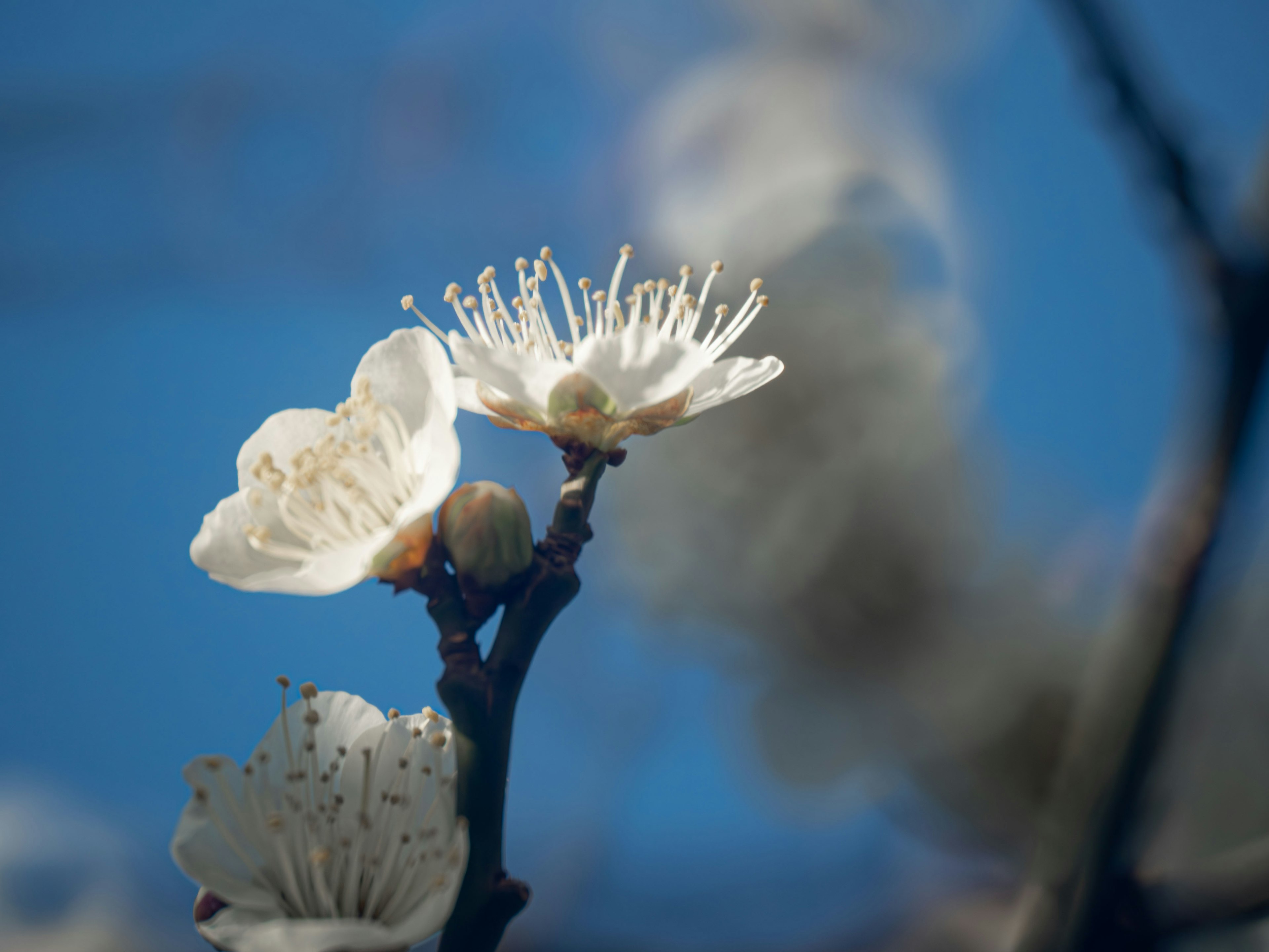 Close-up of white flowers against a blue sky