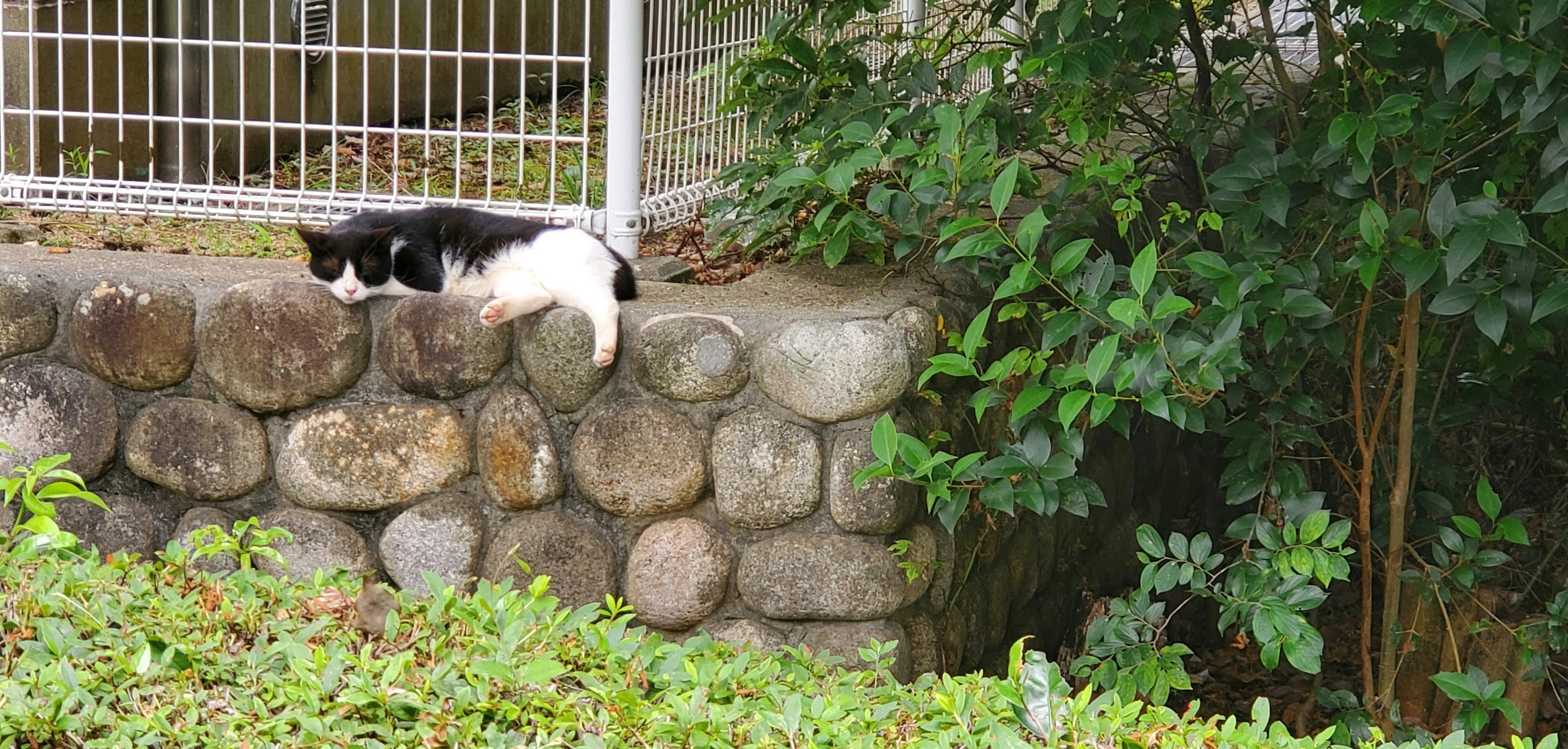 Gato negro y blanco descansando sobre un muro de piedra