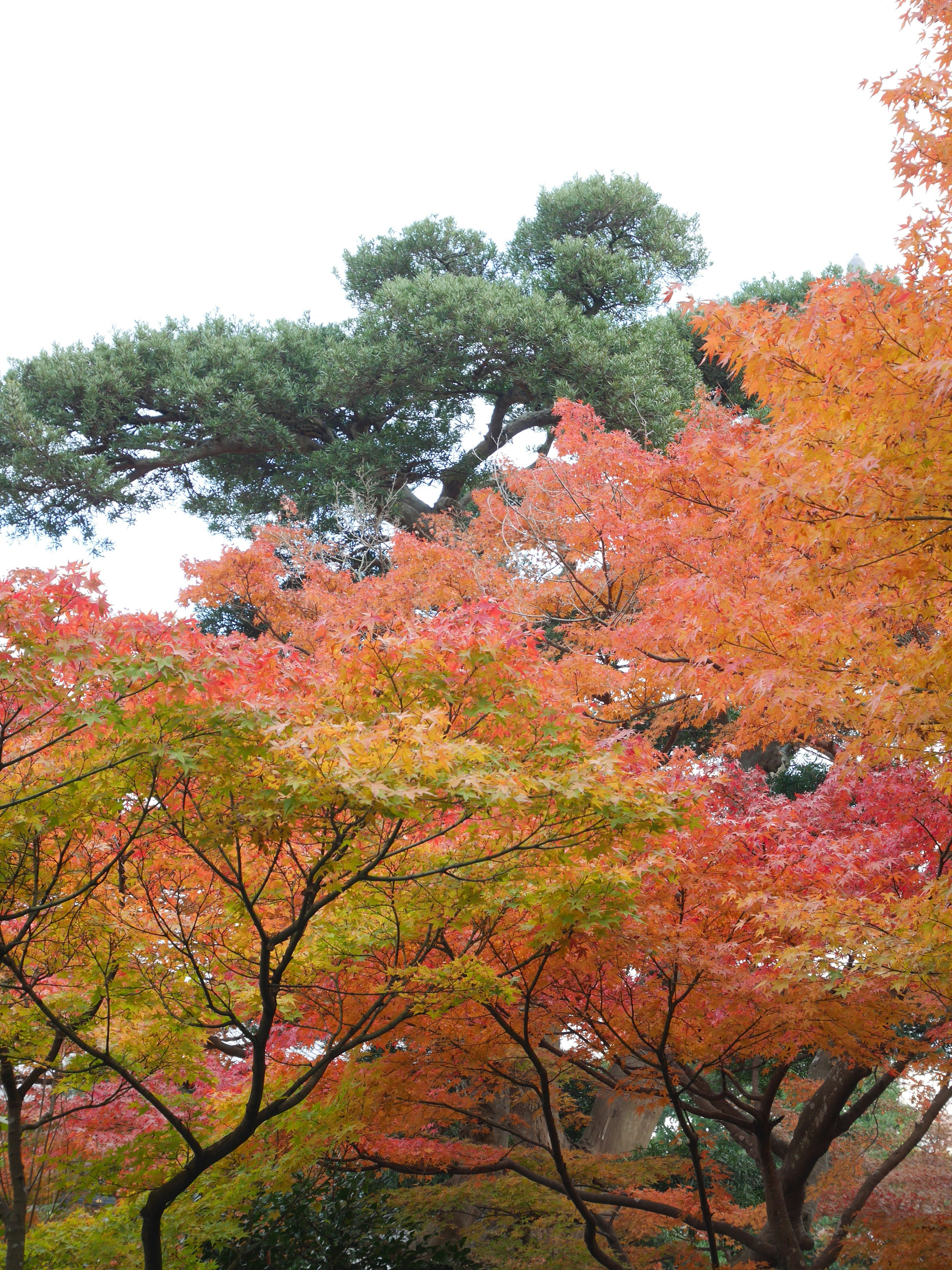 Vibrant autumn foliage in a park setting