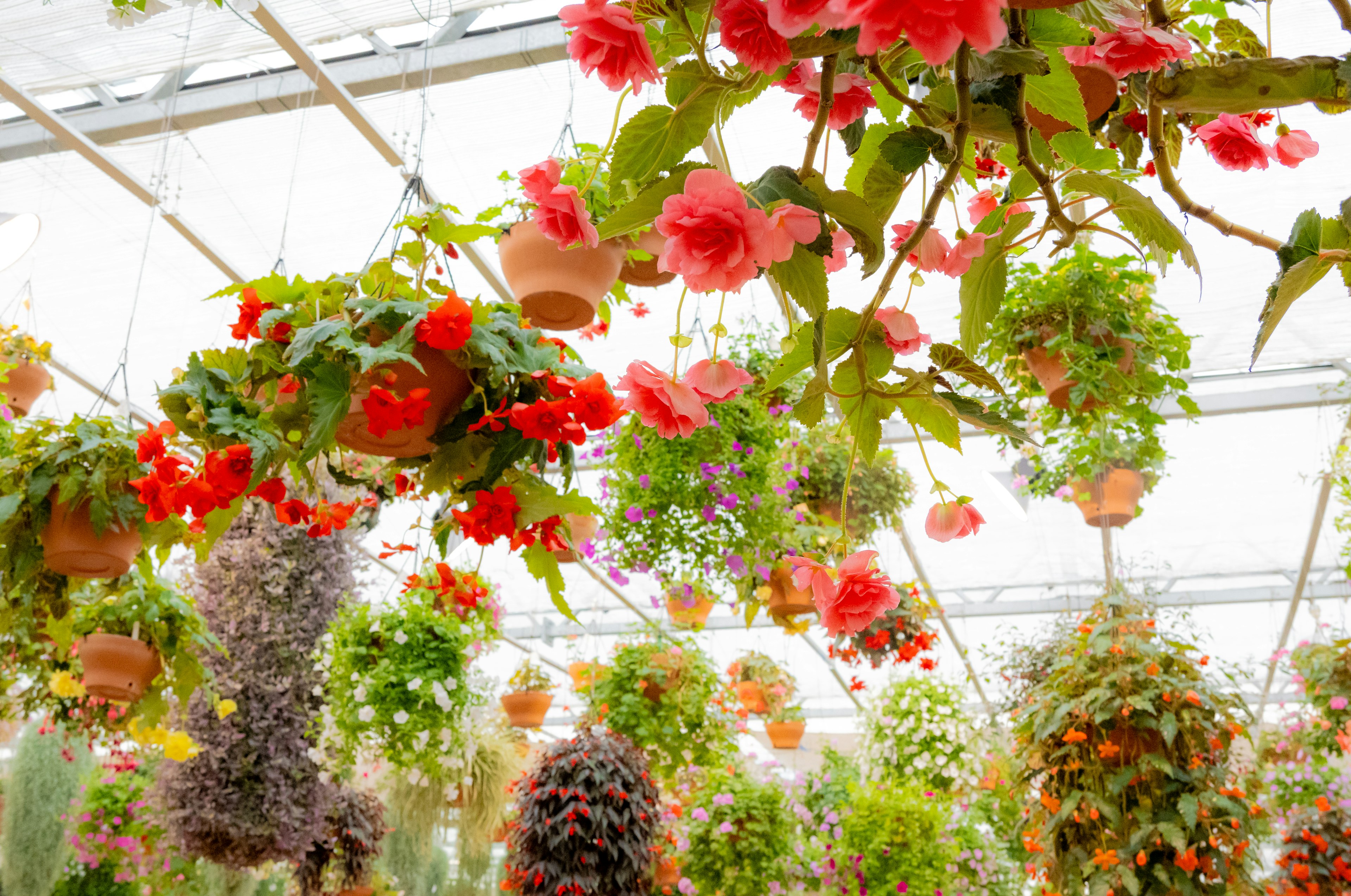 A vibrant greenhouse filled with hanging flowers in various colors