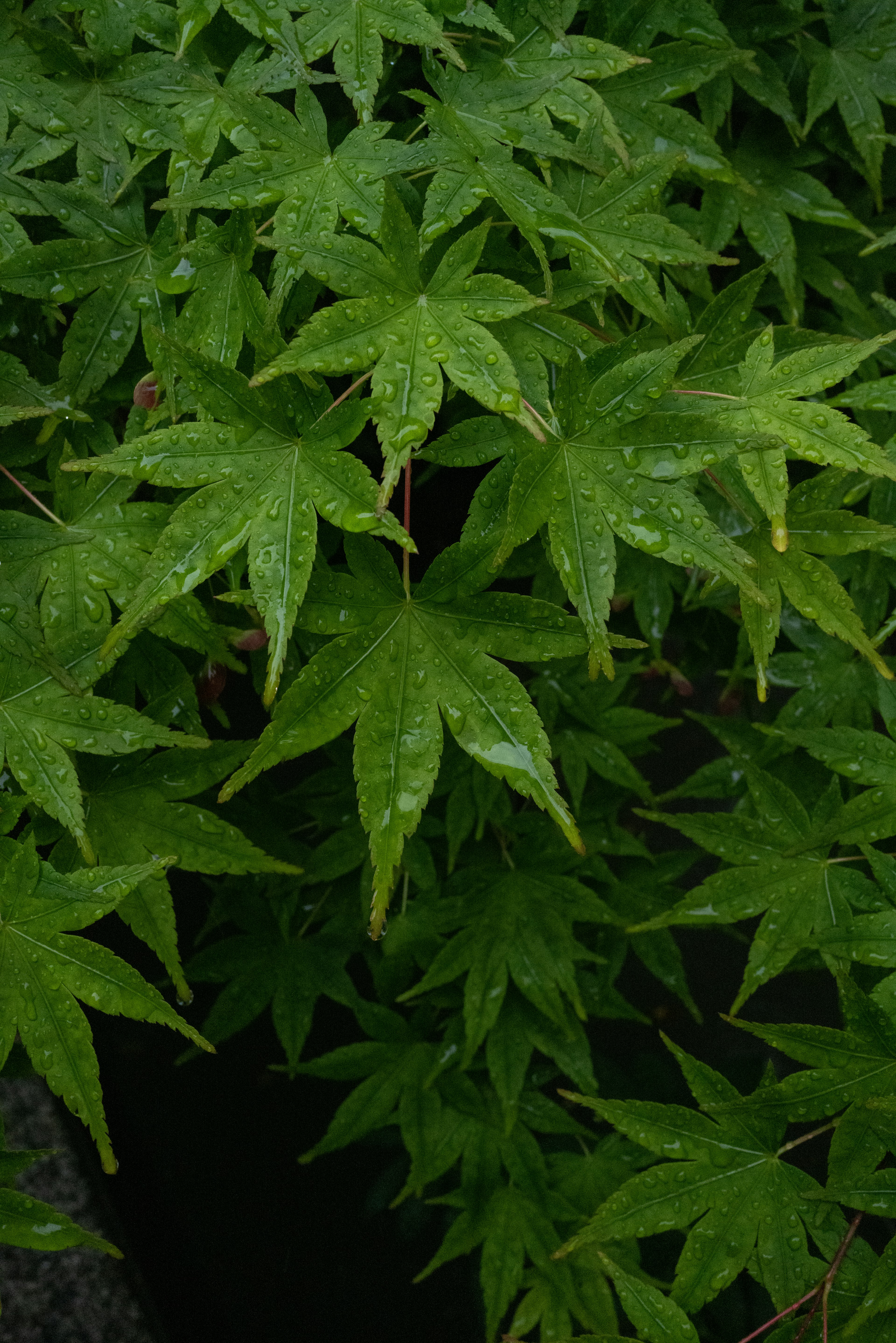 Hojas verdes densas de una planta de arce