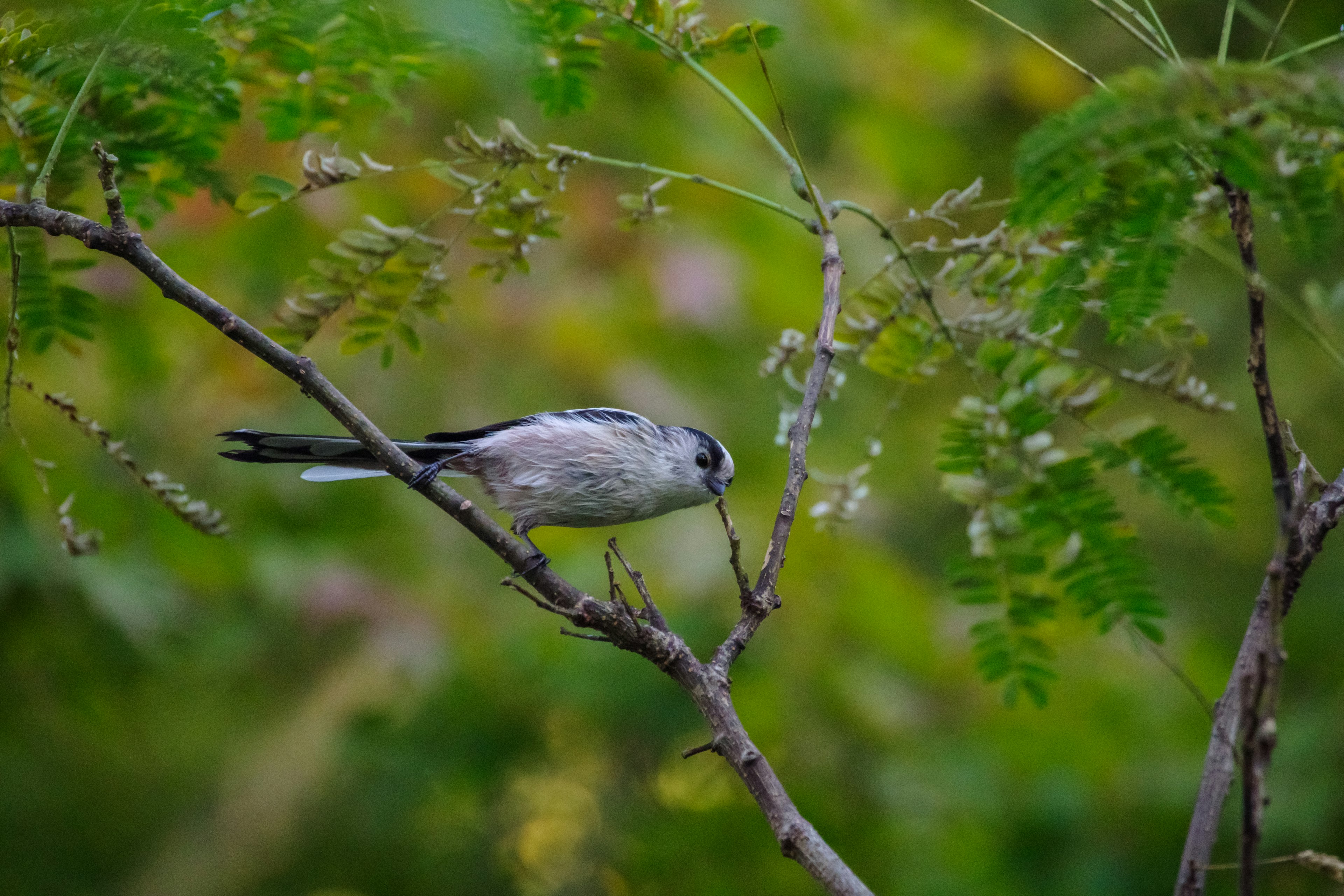 A small bird perched on a branch with a green background and natural scenery