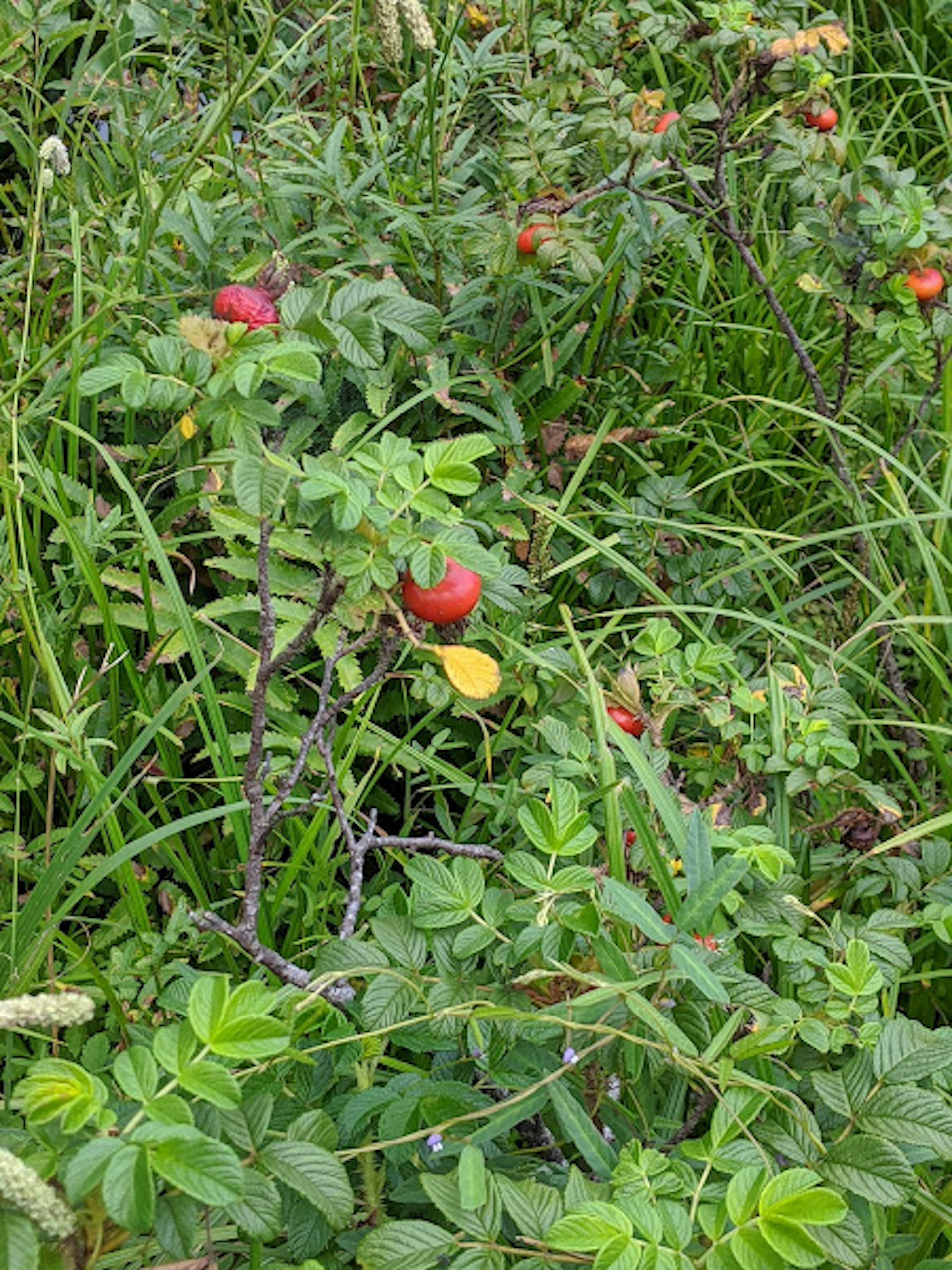 Feuillage vert avec des fruits rouges et jaunes sur les plantes