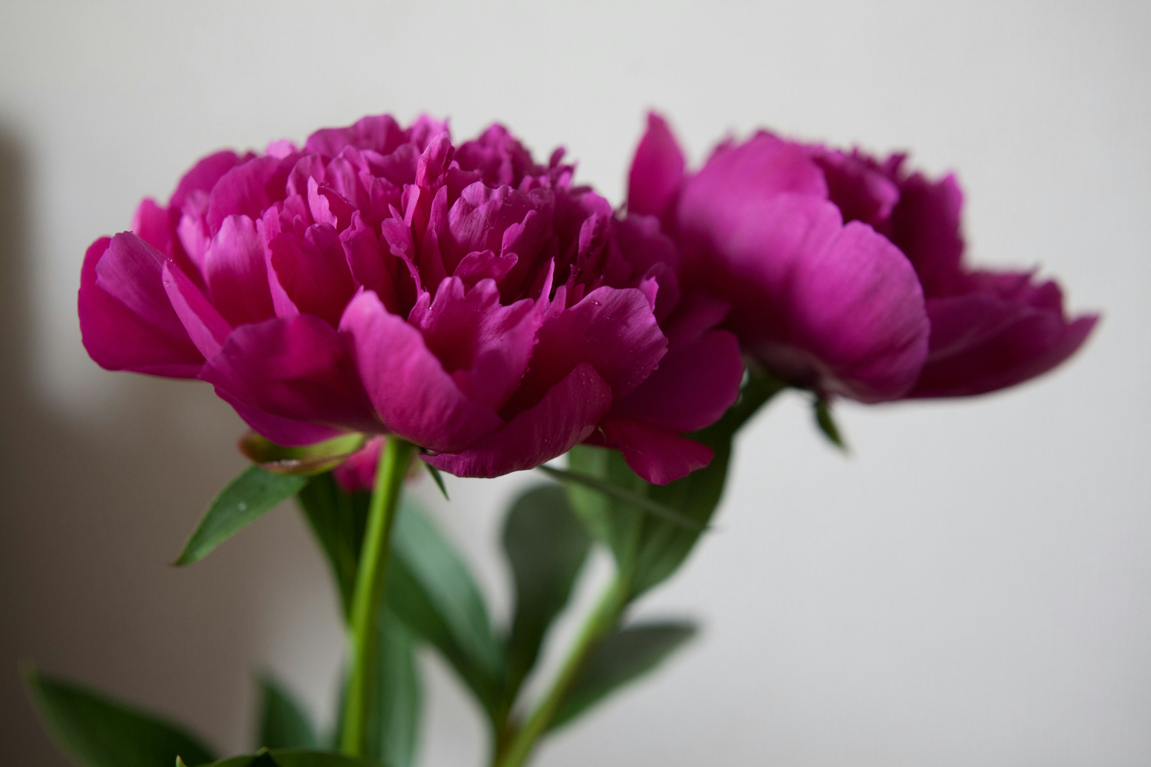 Dos flores de peonía moradas en plena floración