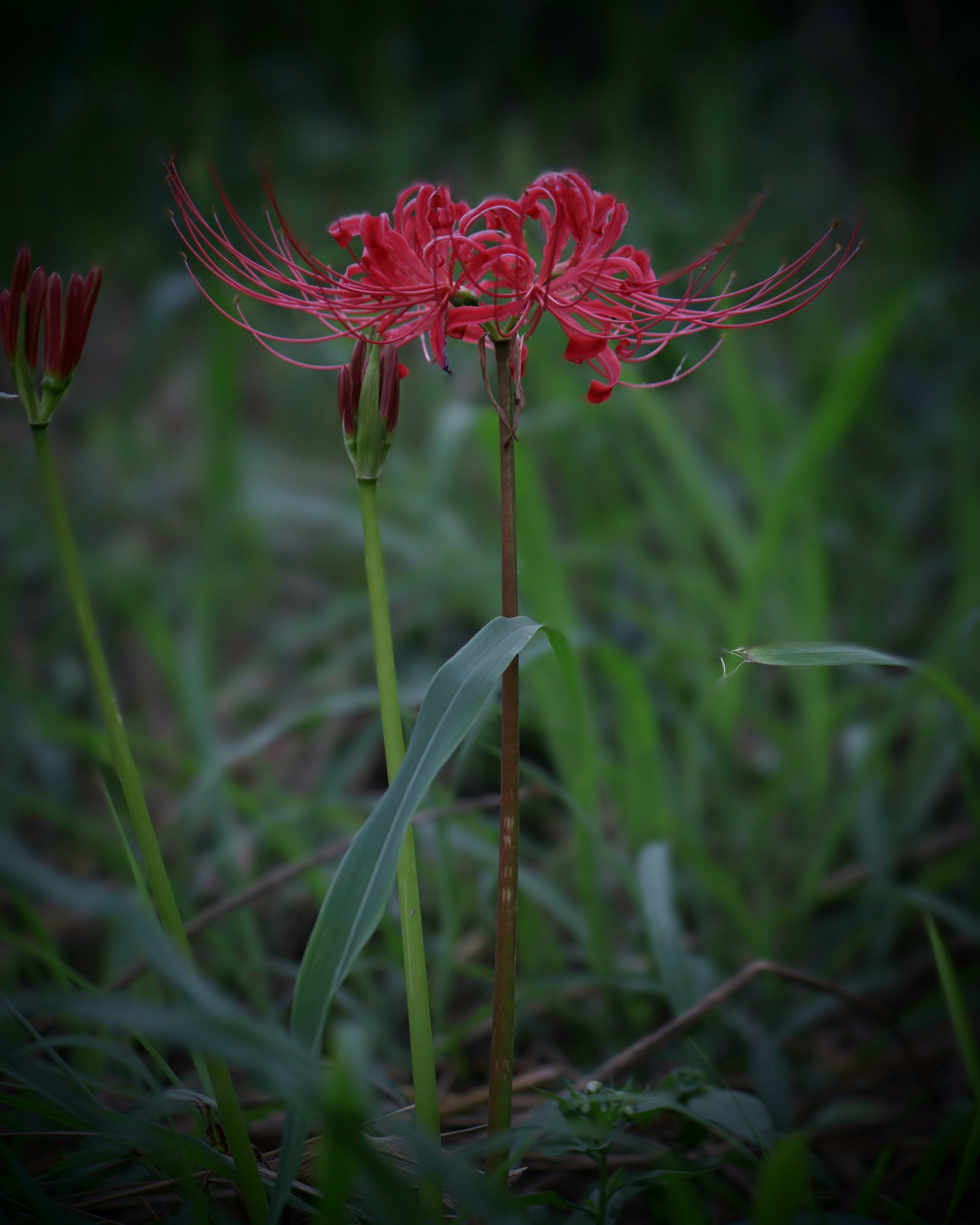 Red spider lily blooming among green grass