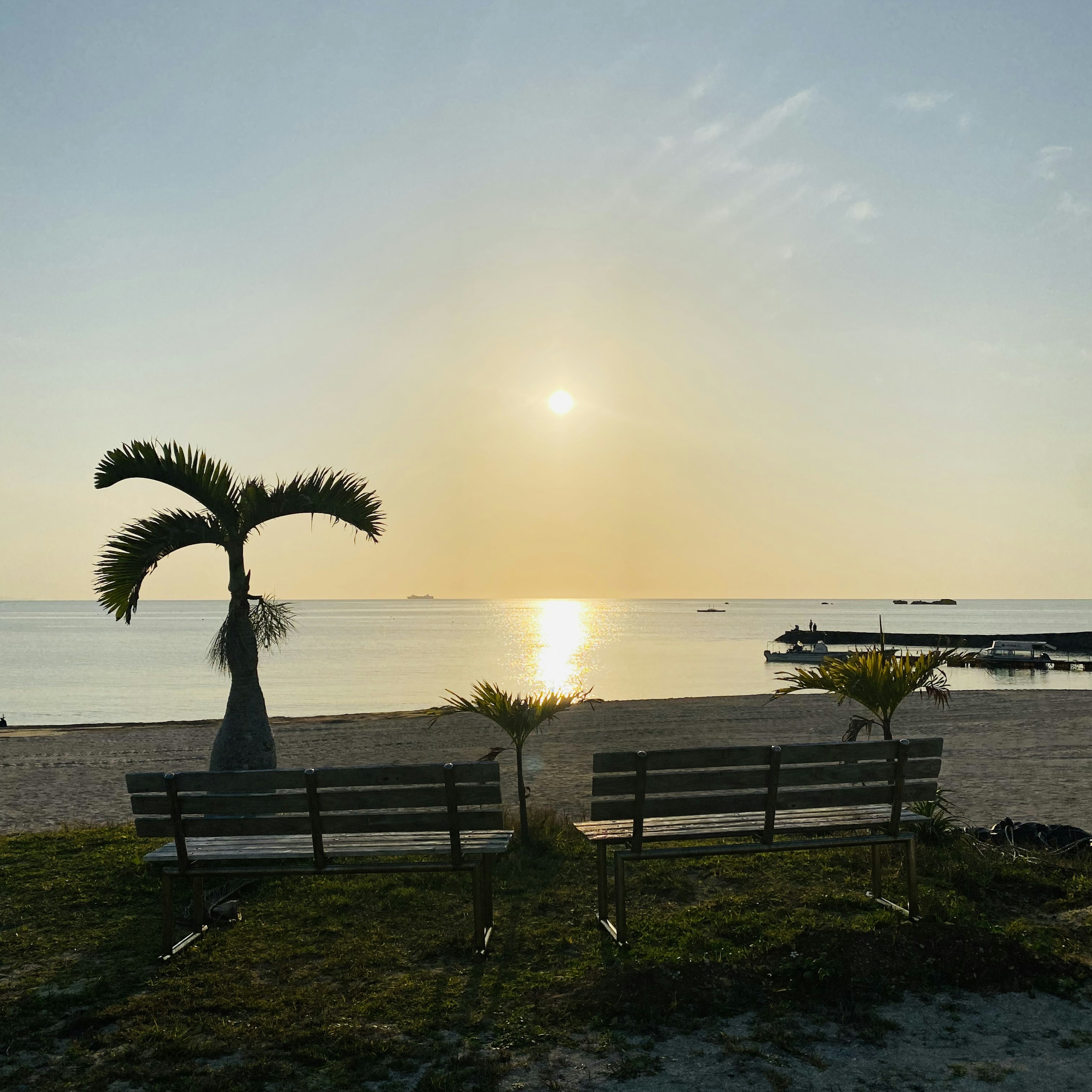 Strandansicht mit Sonnenuntergang und Palme vor zwei Bänken