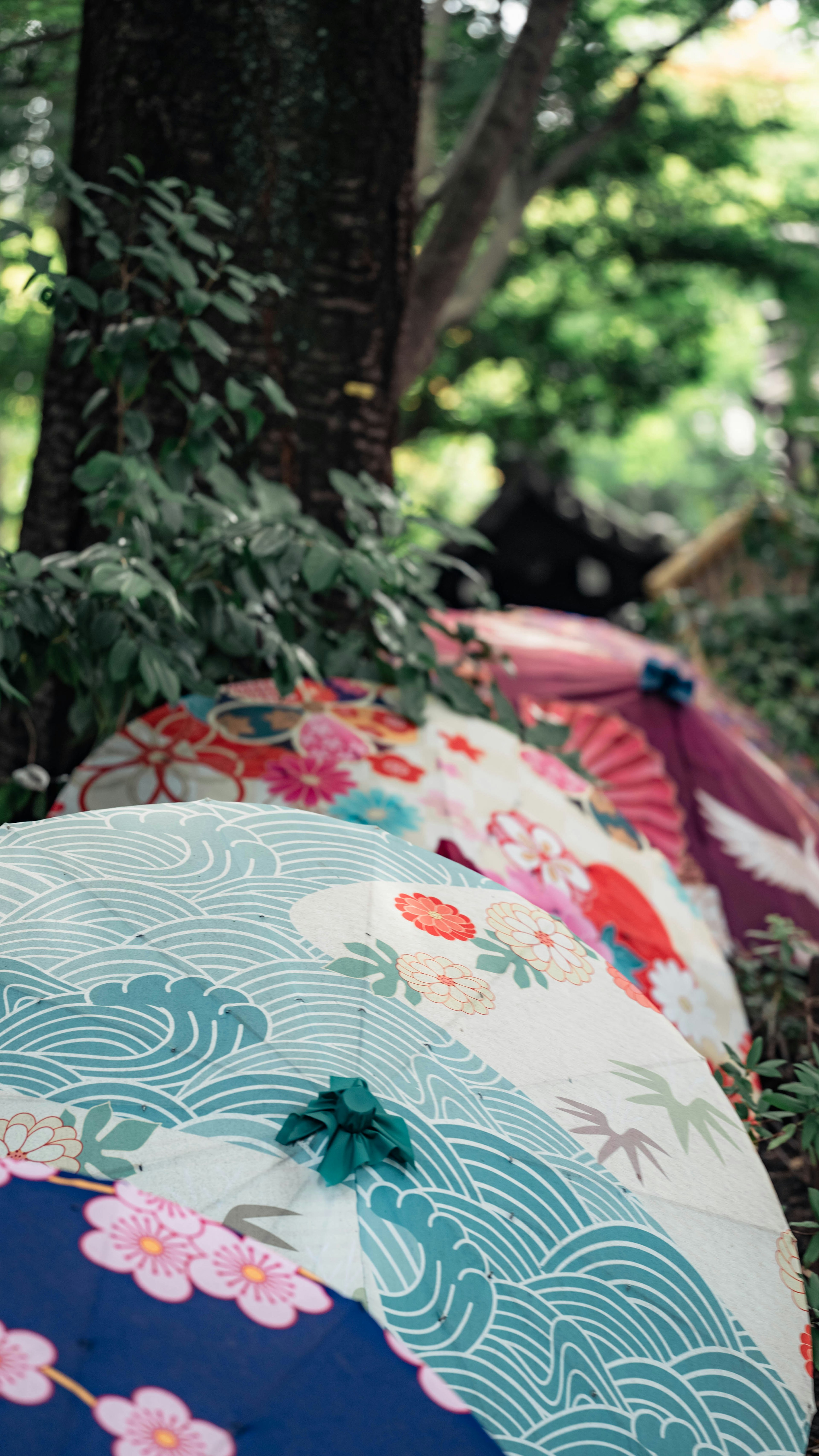 Colorful traditional Japanese umbrellas arranged in a natural setting surrounded by greenery