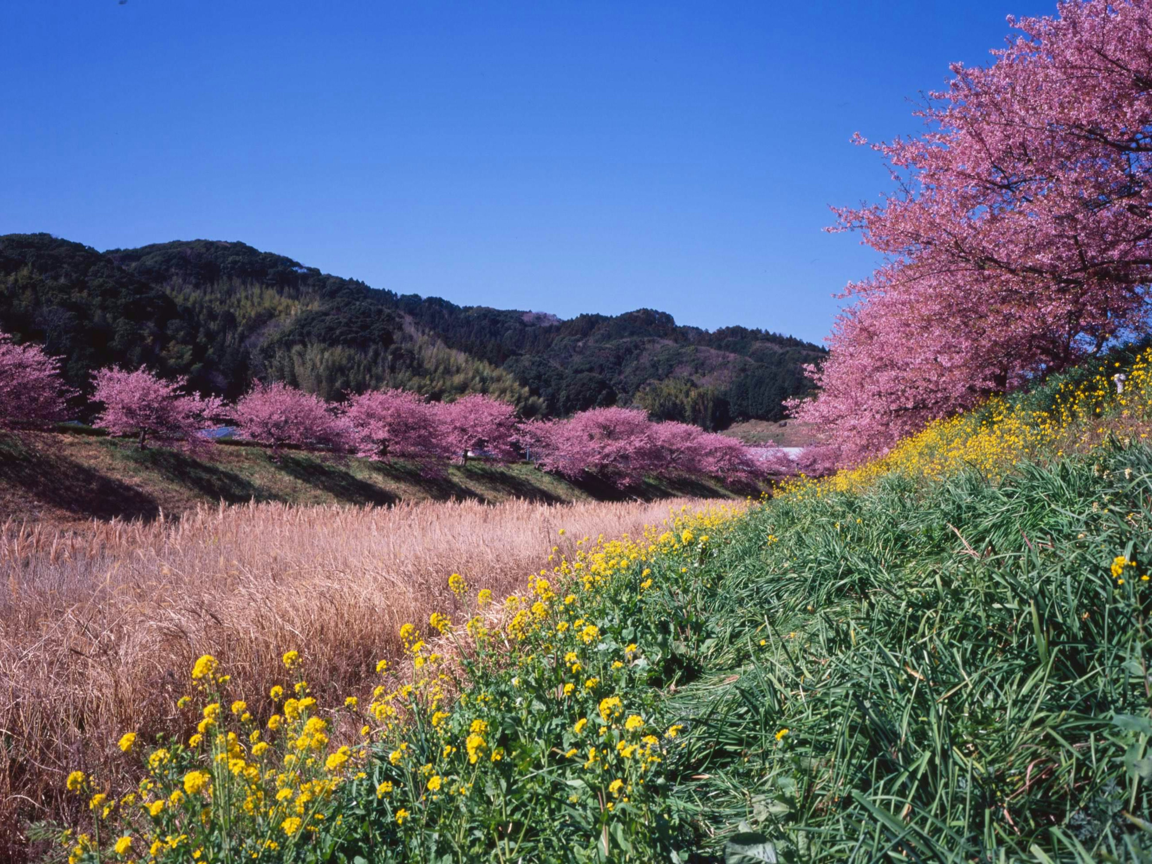 Paesaggio primaverile con ciliegi in fiore e fiori di colza sotto un cielo azzurro