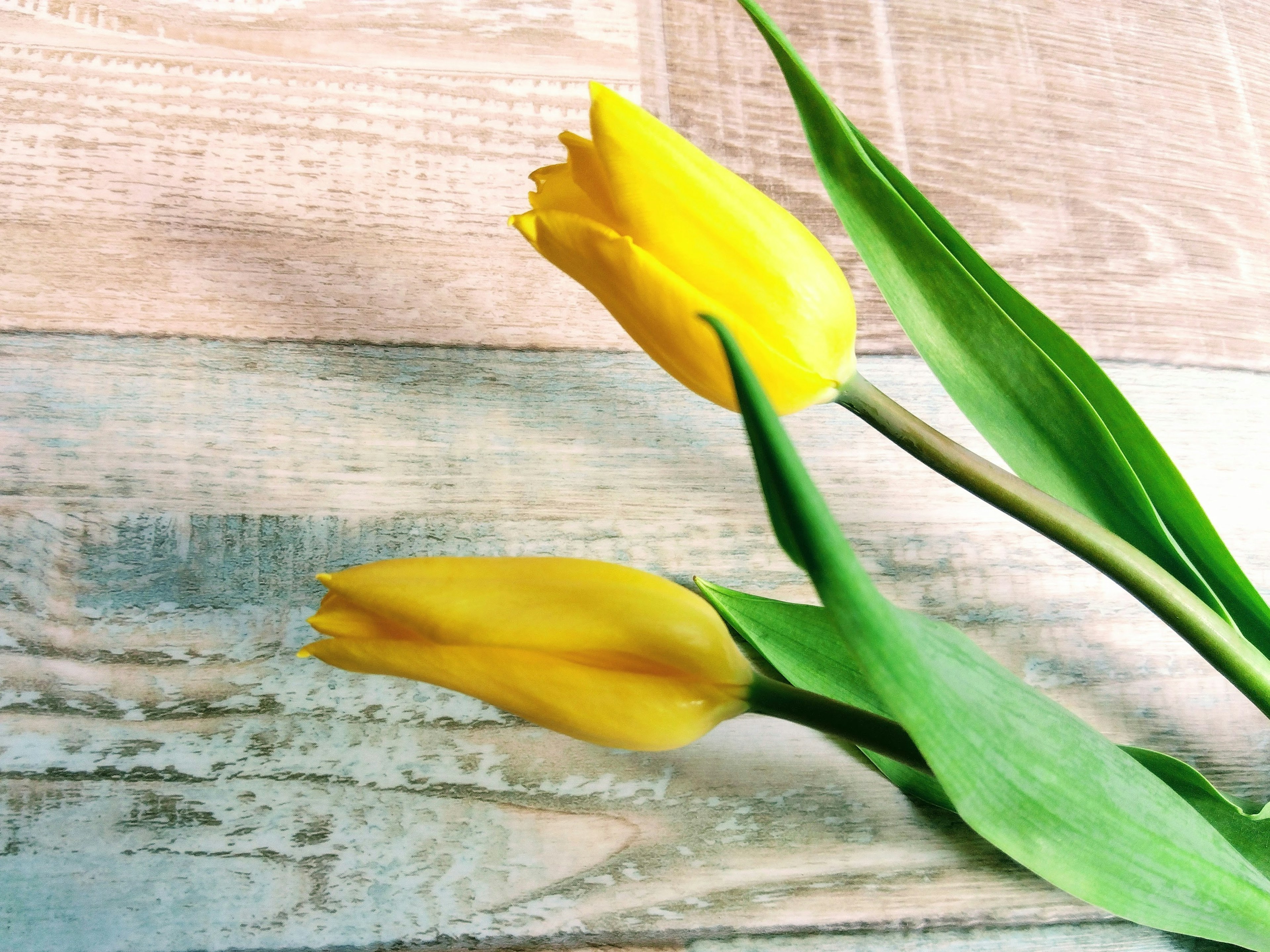 Two yellow tulips placed on a wooden surface