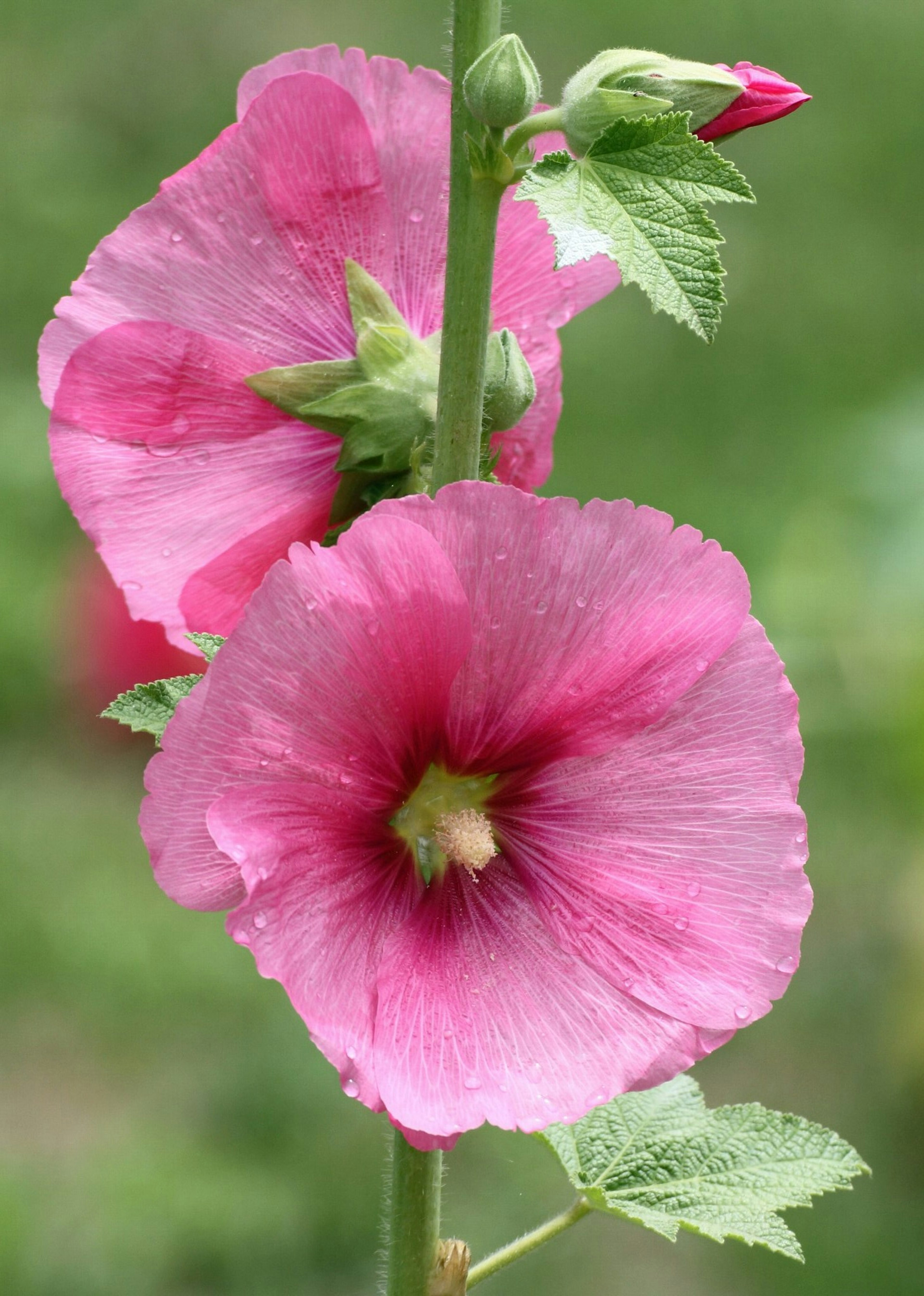 Bunga hollyhock merah muda cerah mekar di latar belakang hijau