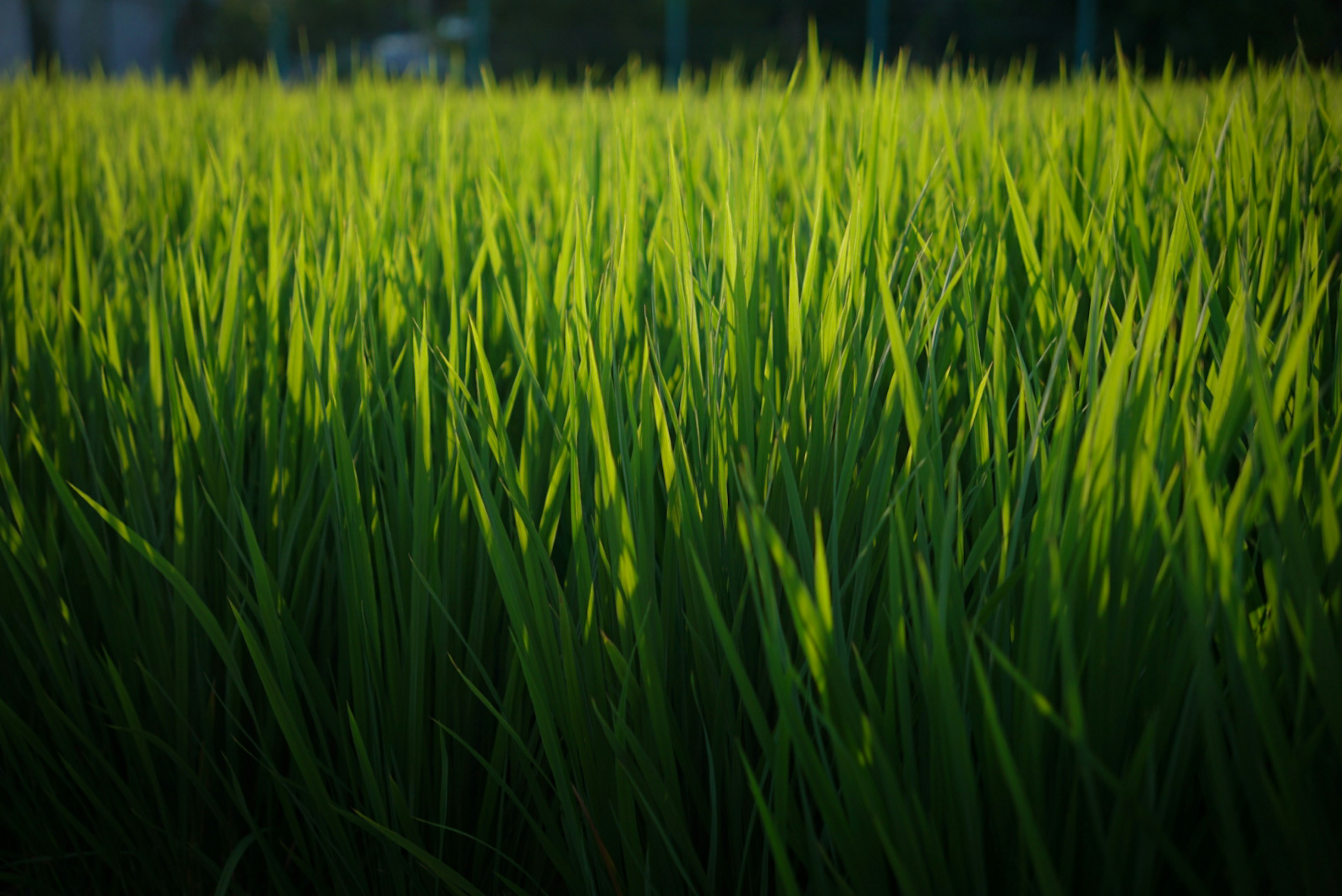 Close-up of lush green rice plants in a field