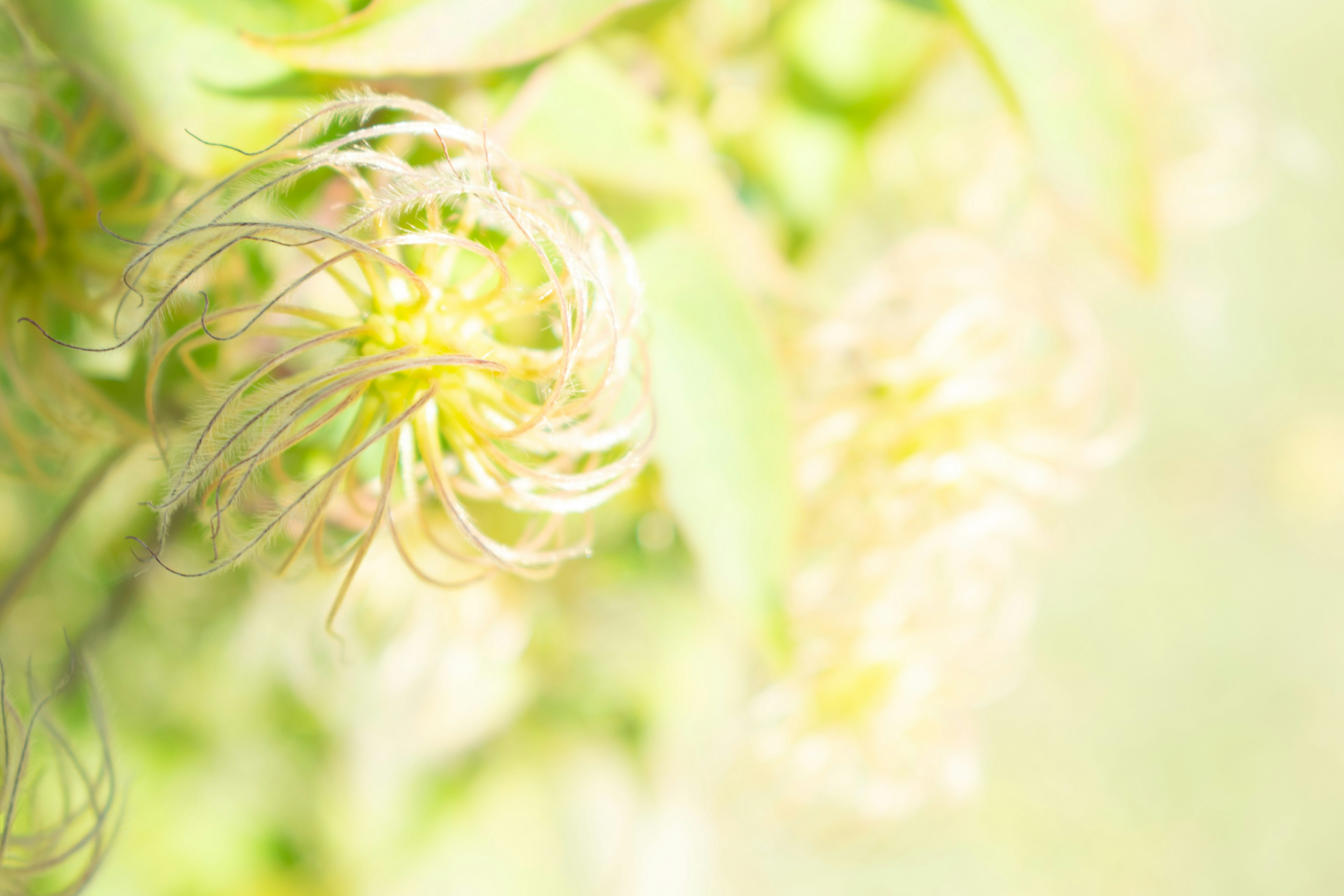 Primo piano di una bella pianta con petali delicati e foglie verdi intrecciate