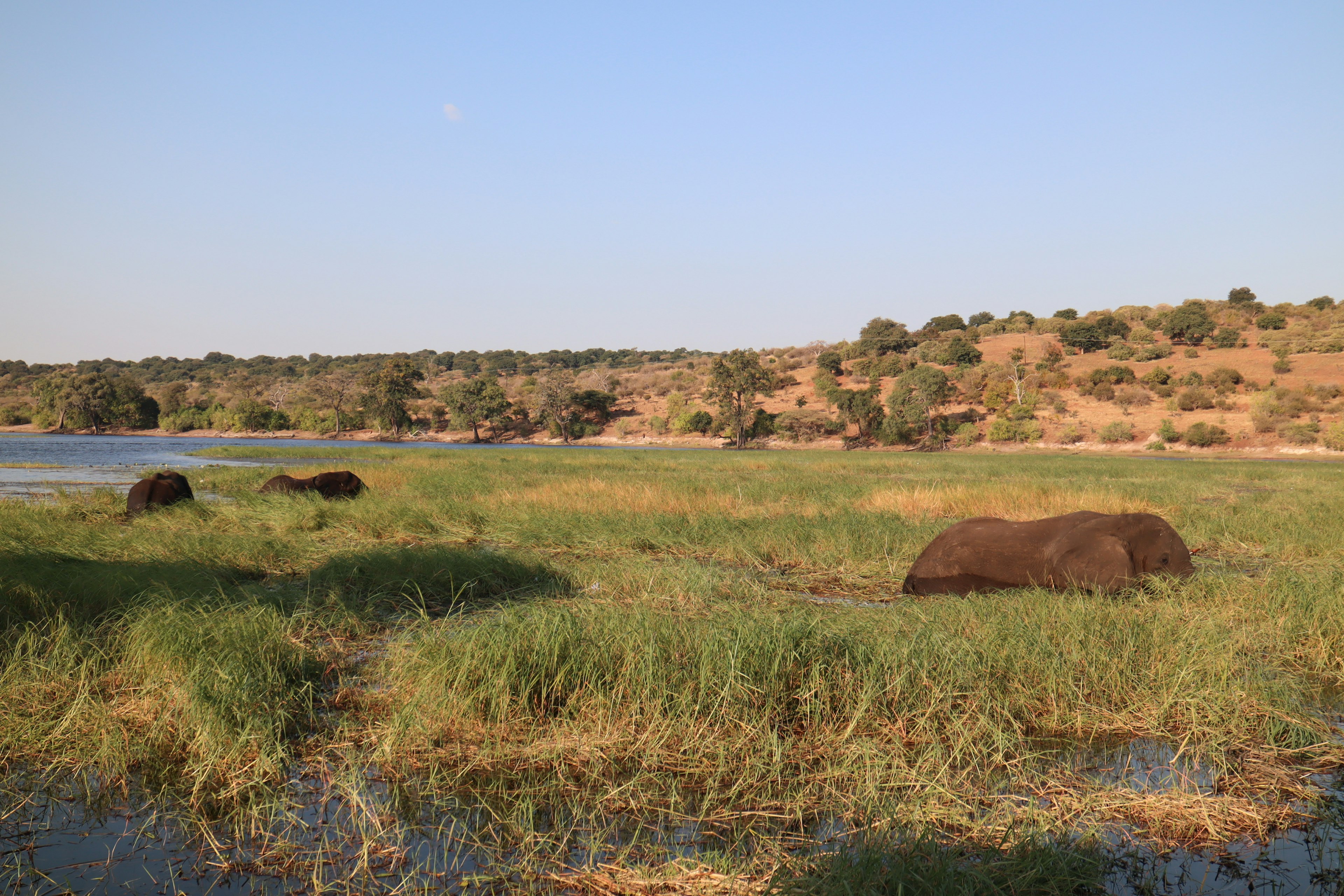 Wild elephants relaxing on grassland near a river