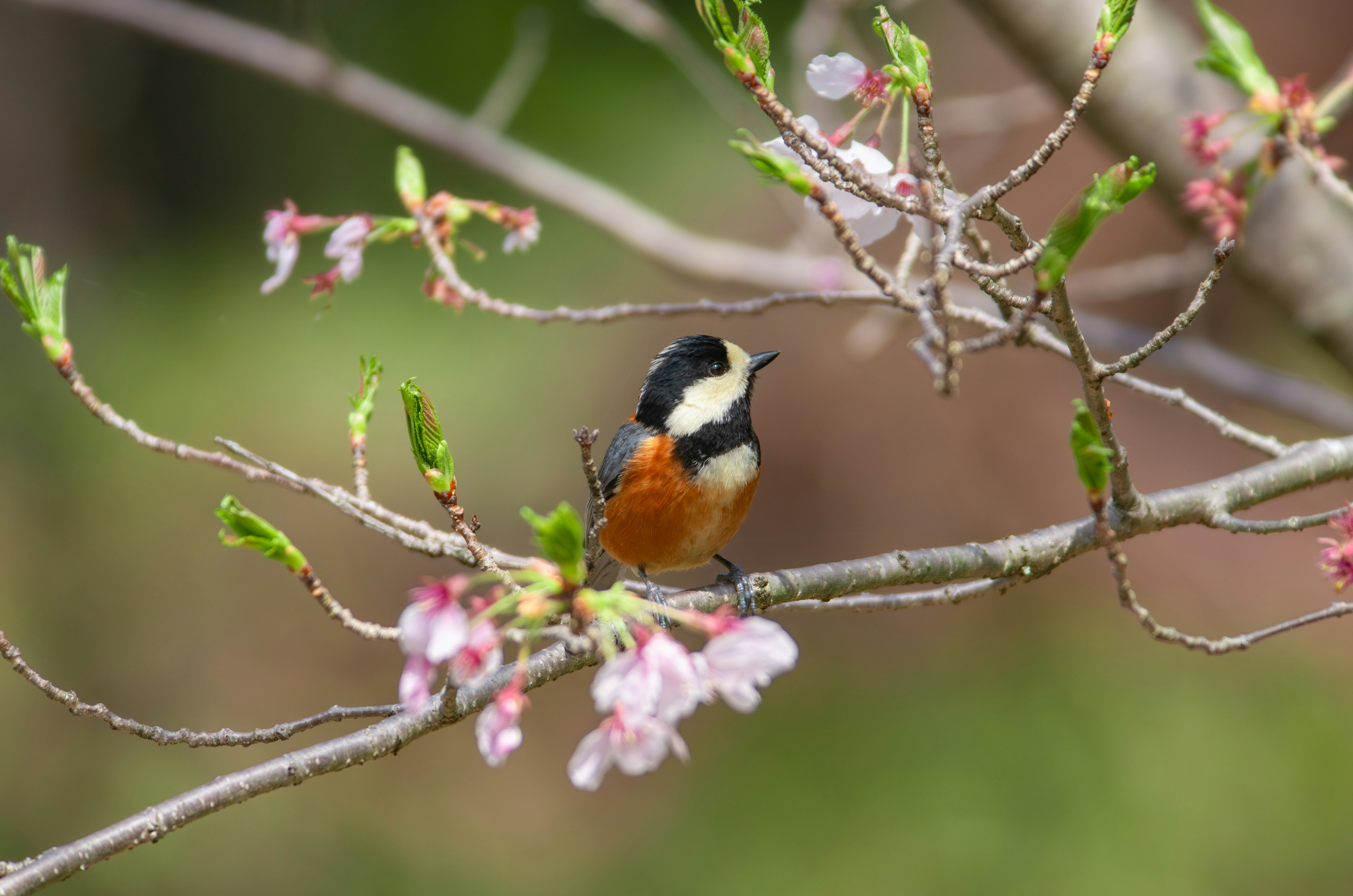 Ein bunter Vogel, der auf Kirschblütenzweigen sitzt