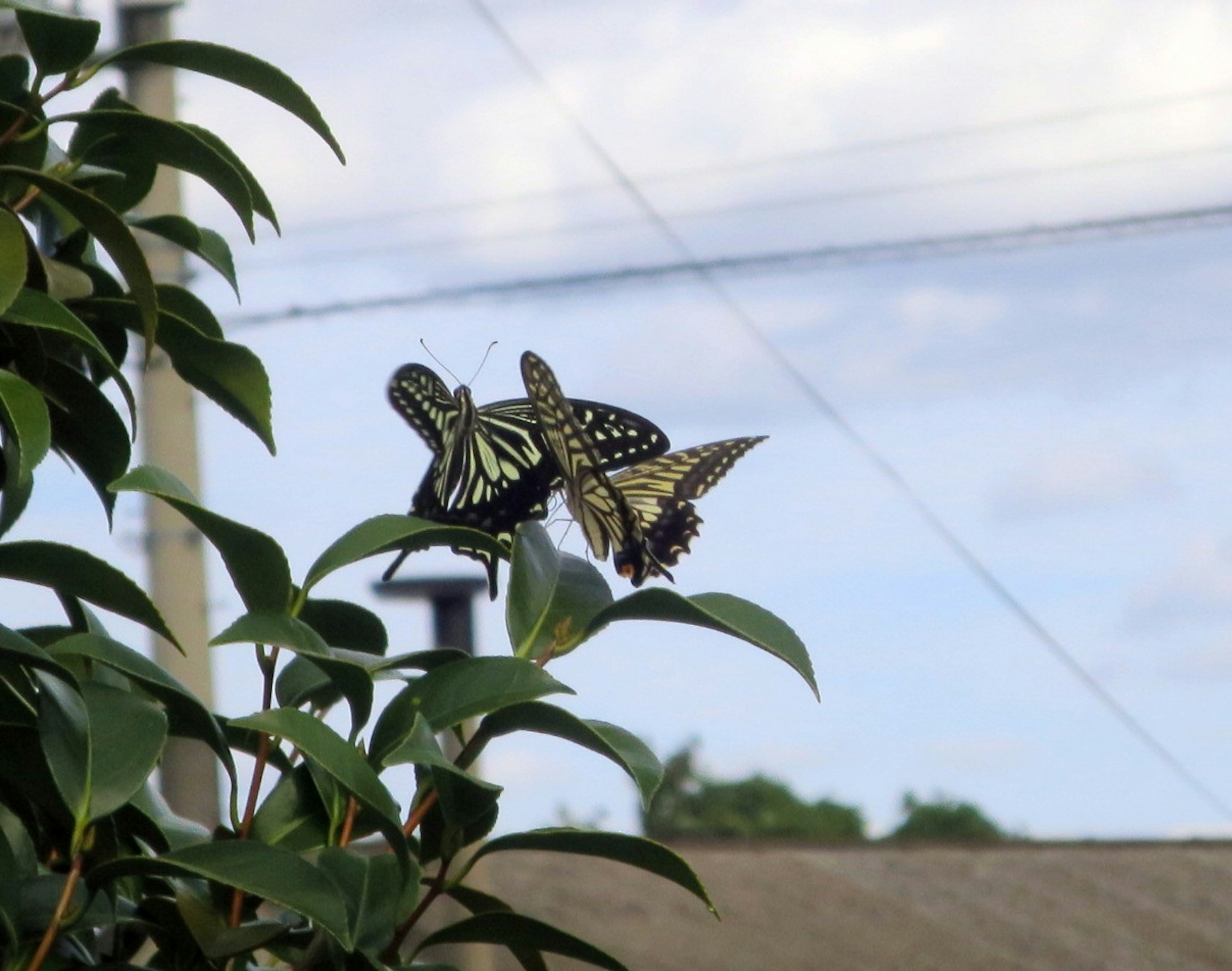 Deux papillons posés sur des feuilles dans un paysage serein