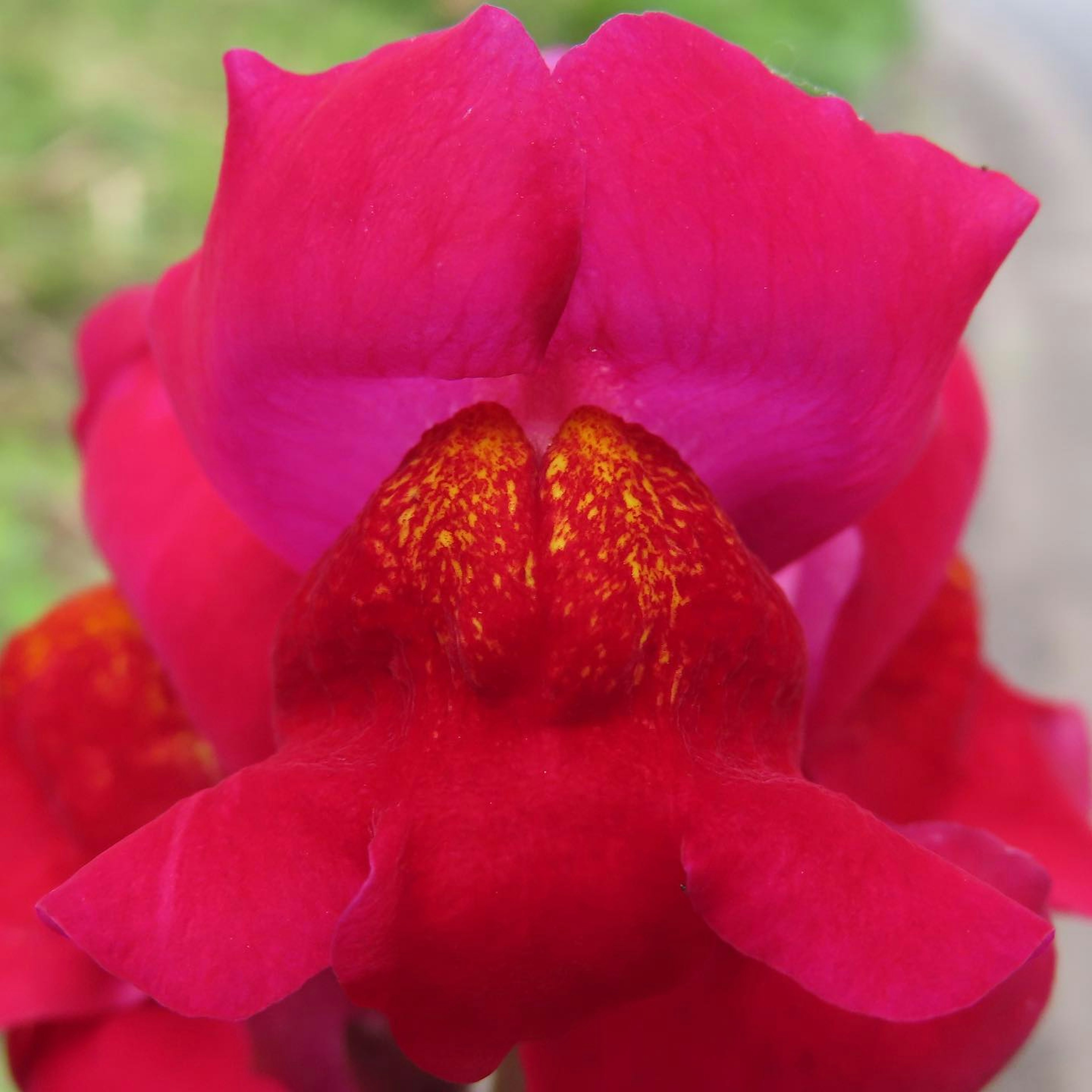 Close-up of an orchid with vibrant red petals and yellow speckles