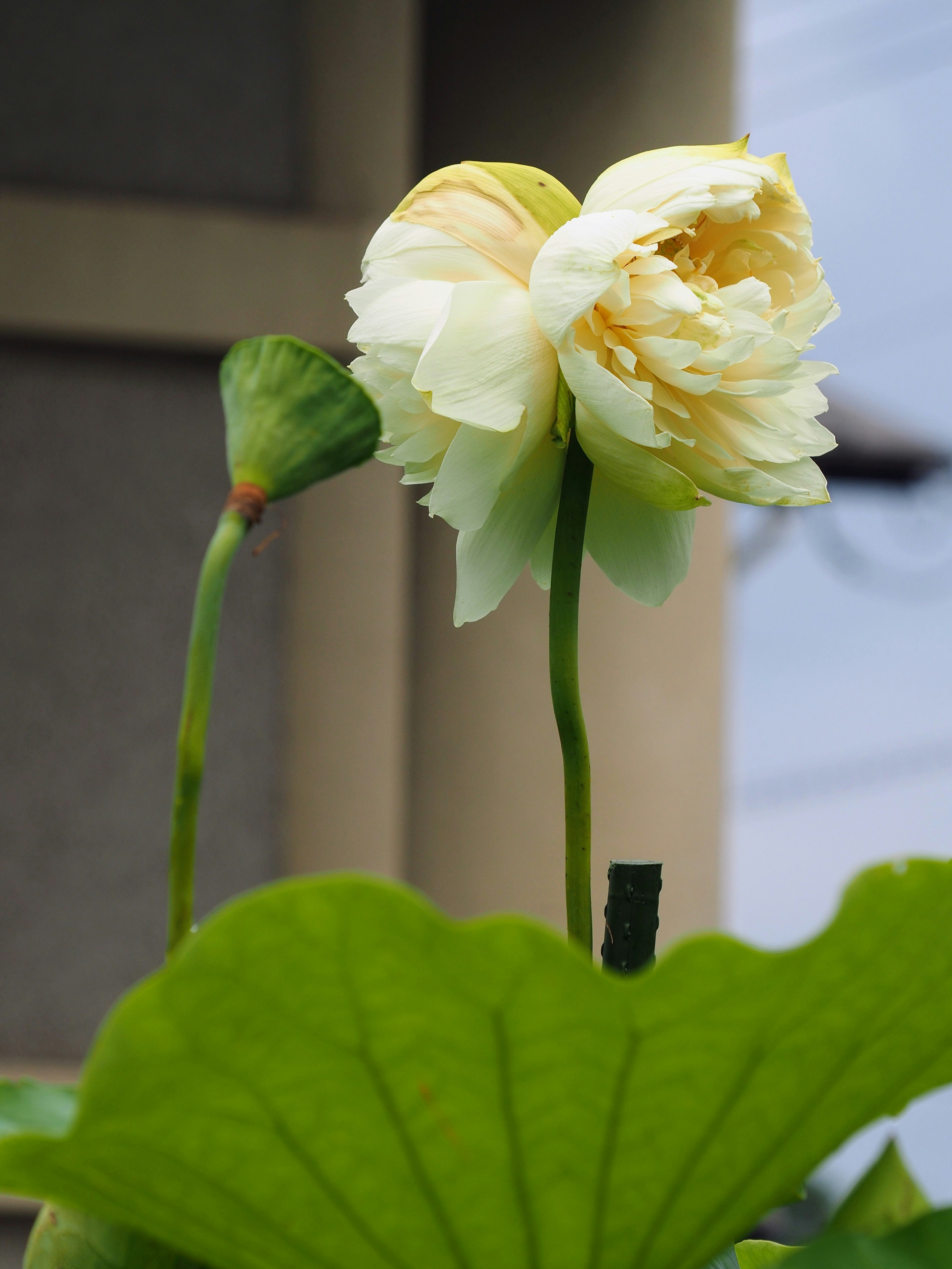 White lotus flower with green leaves