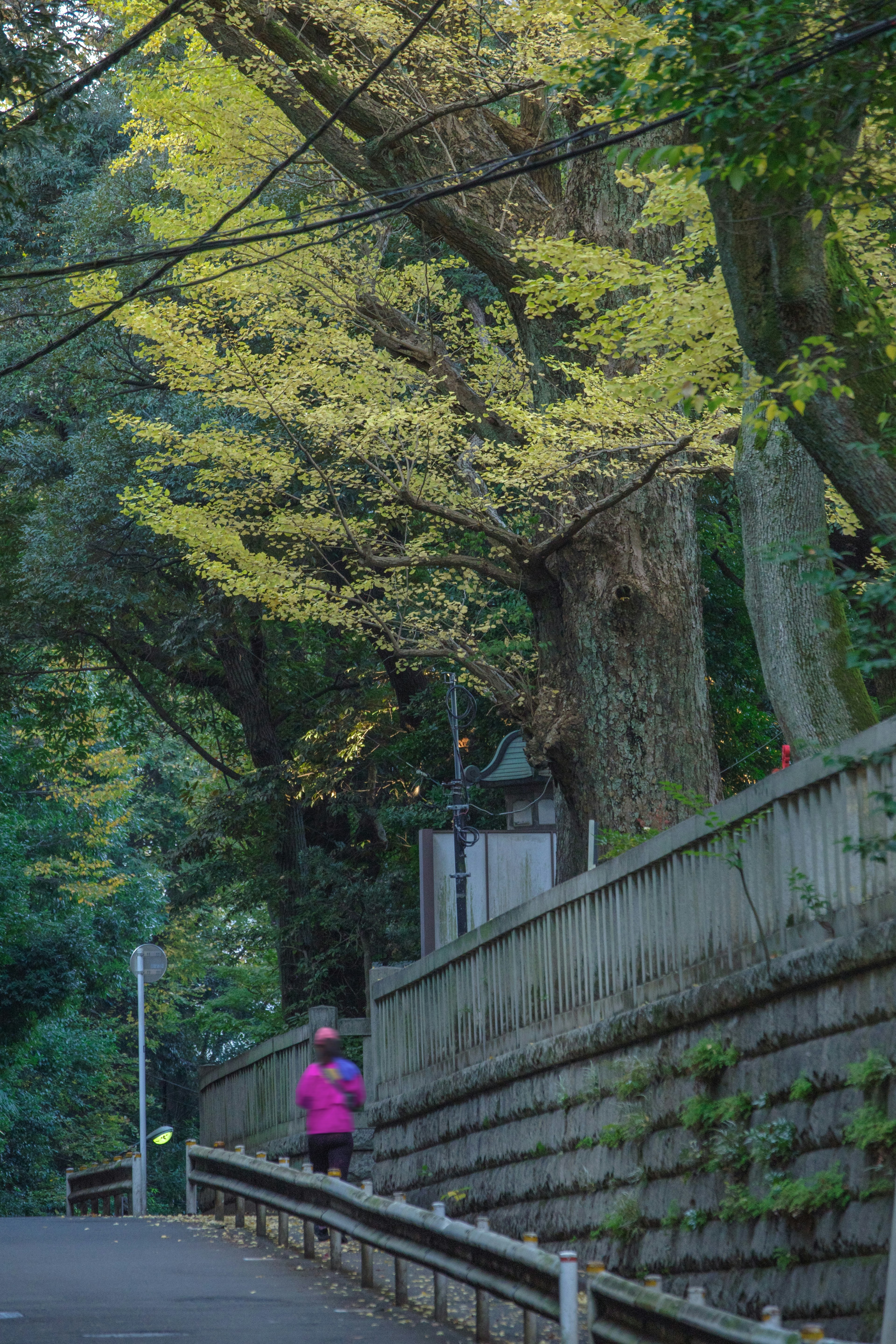 A person running on a paved path surrounded by green trees and yellow leaves