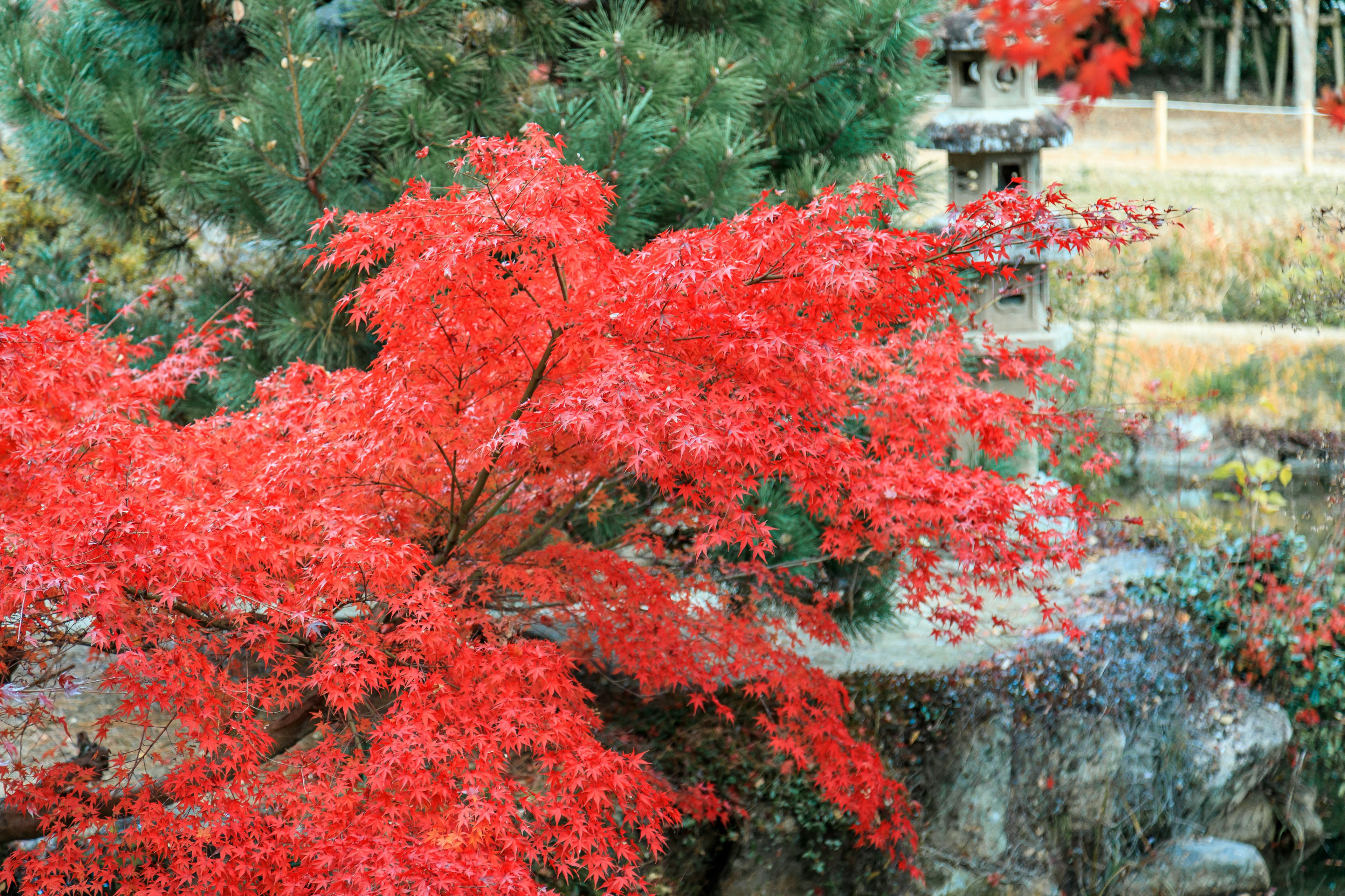 Foglie di acero rosse vivaci su sfondo di pietra