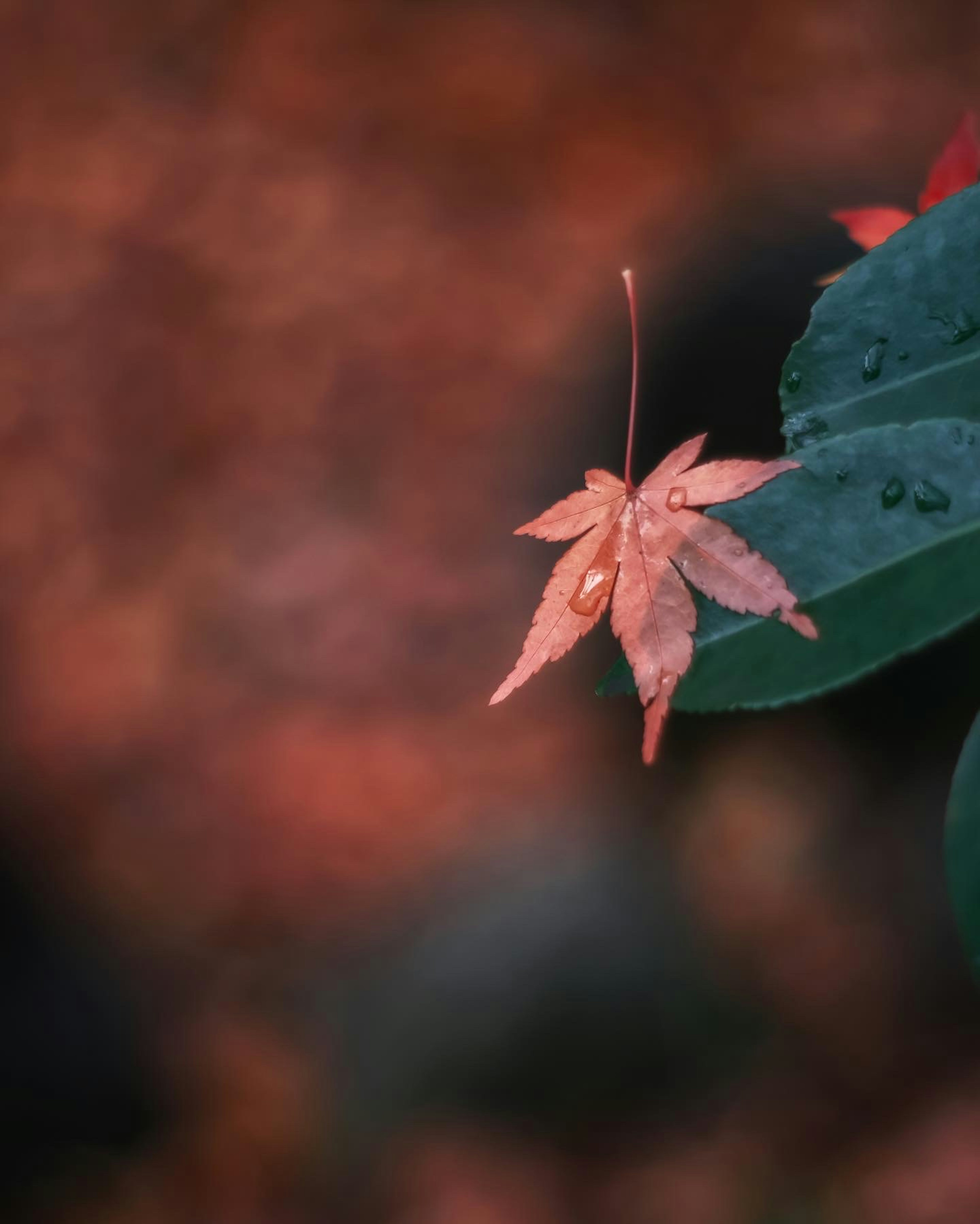 Una foglia autunnale vivace vicino a foglie verdi con uno sfondo sfocato